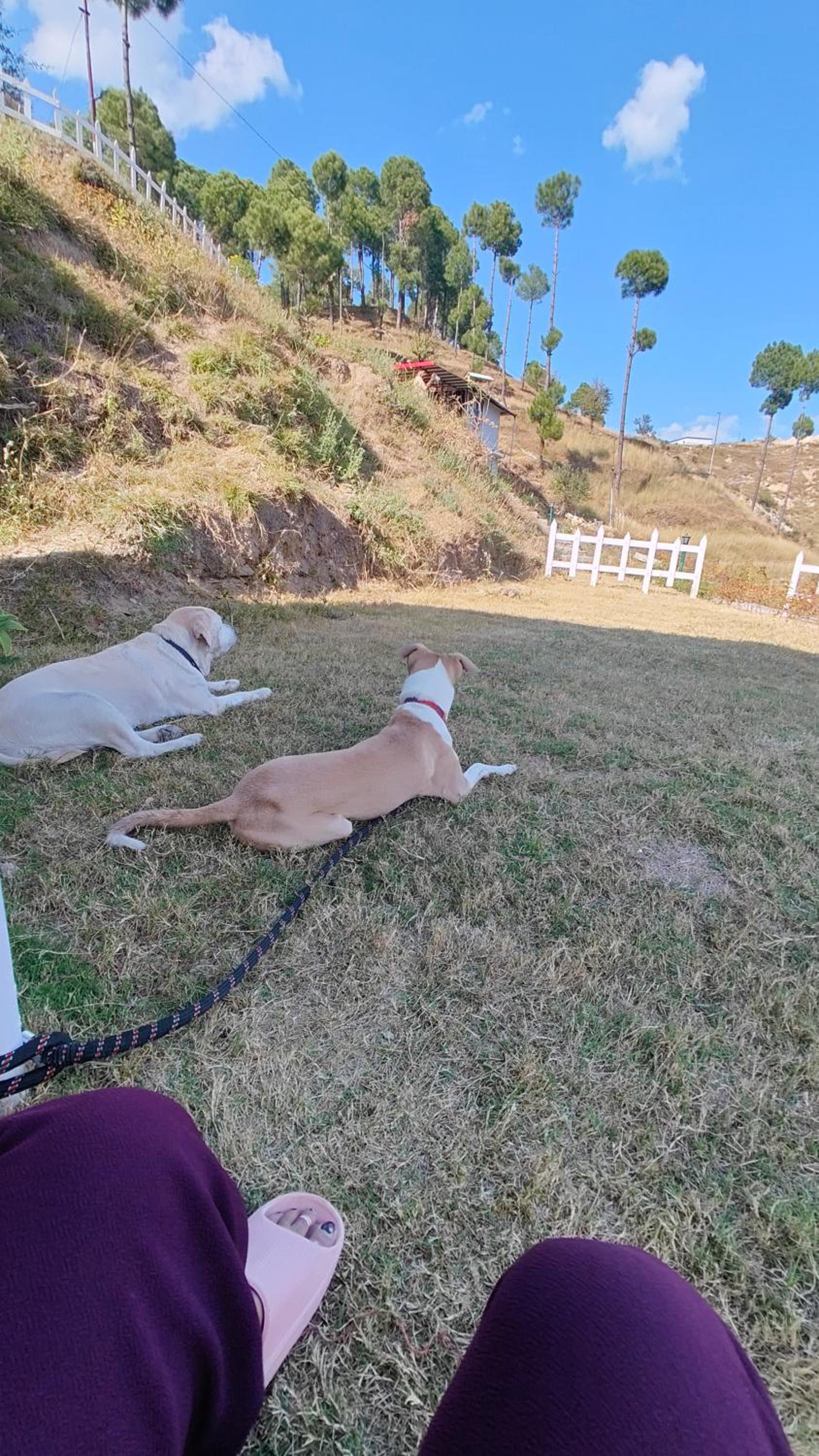 Adaara Retreat - Pet Friendly Cottages, Almora