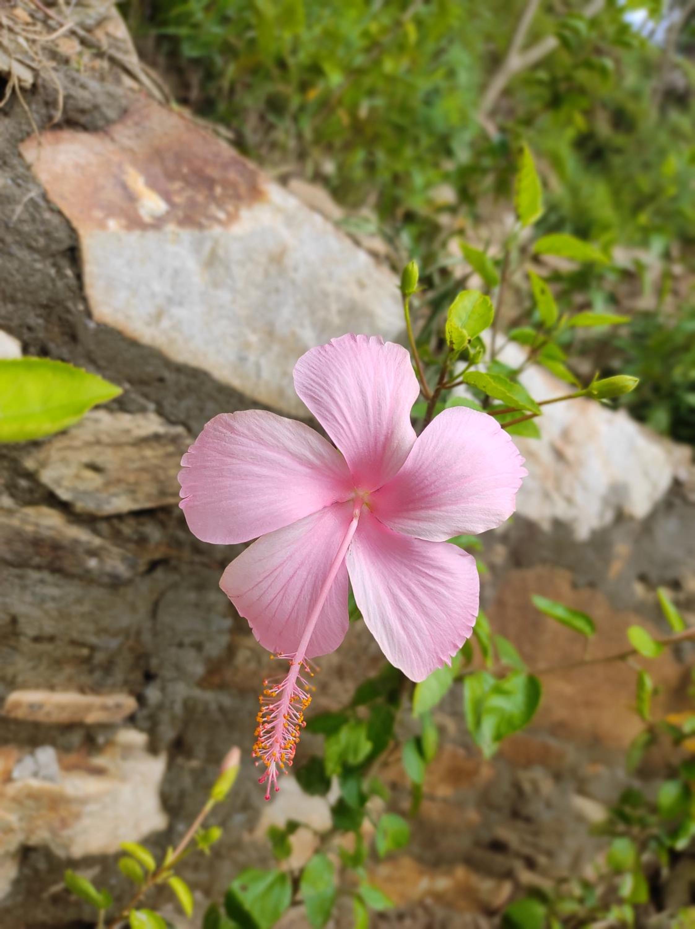 Adaara Retreat - Pet Friendly Cottages, Almora
