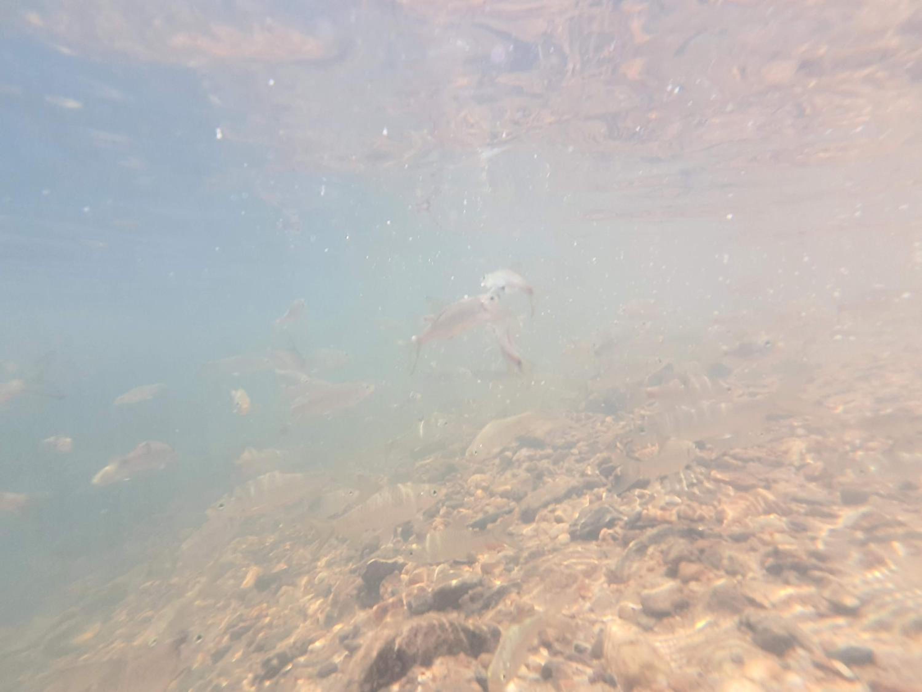 Photo 48
