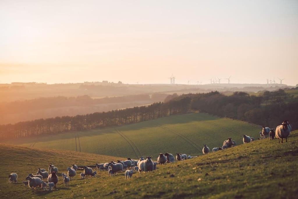 Castle Cottage, Press Mains Farm Cottages - Dog Friendly view 3