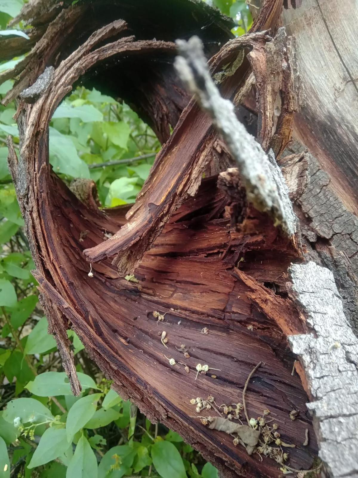 Eco Pousada Tigipió