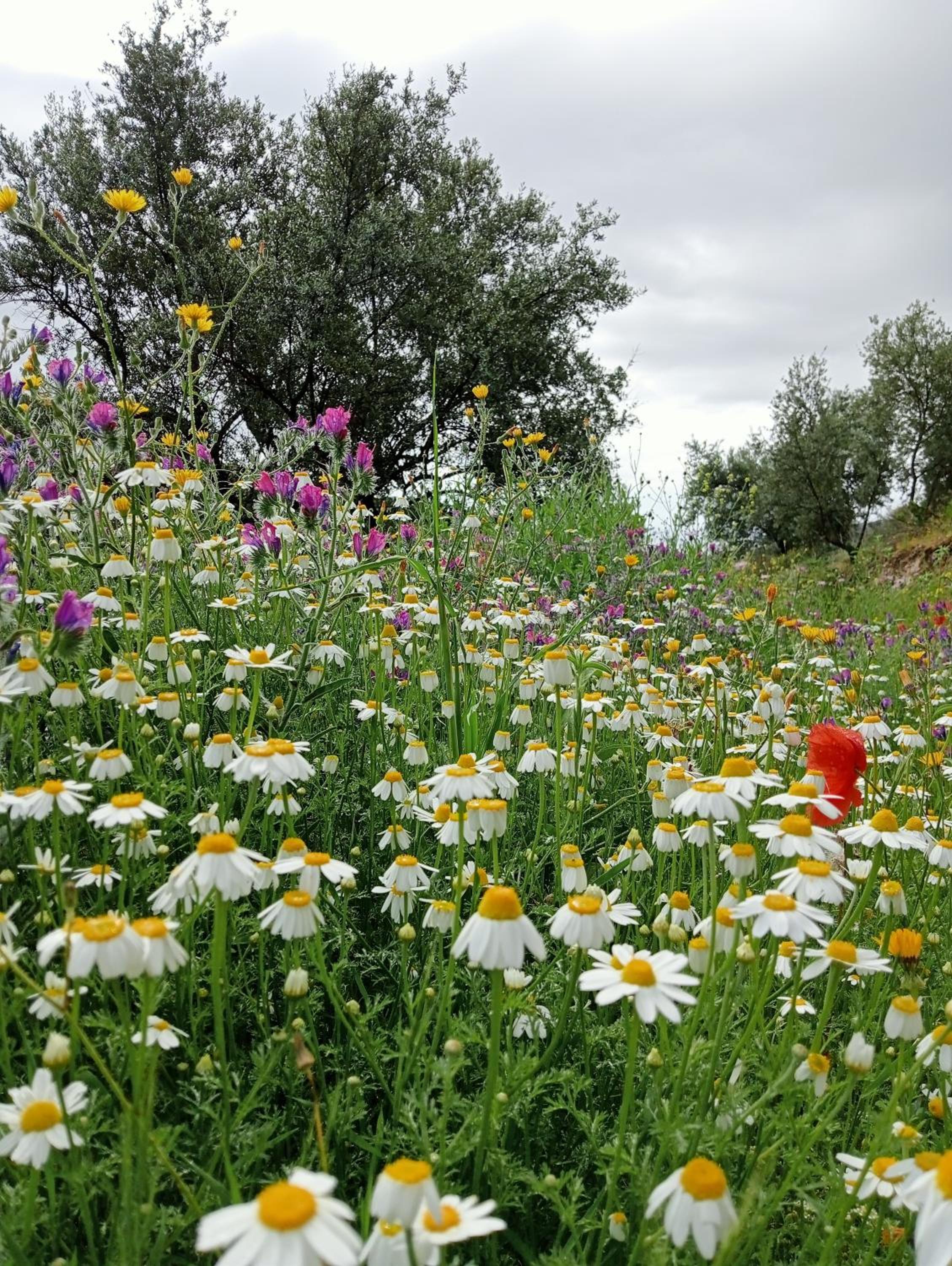 Jardin de Mucho