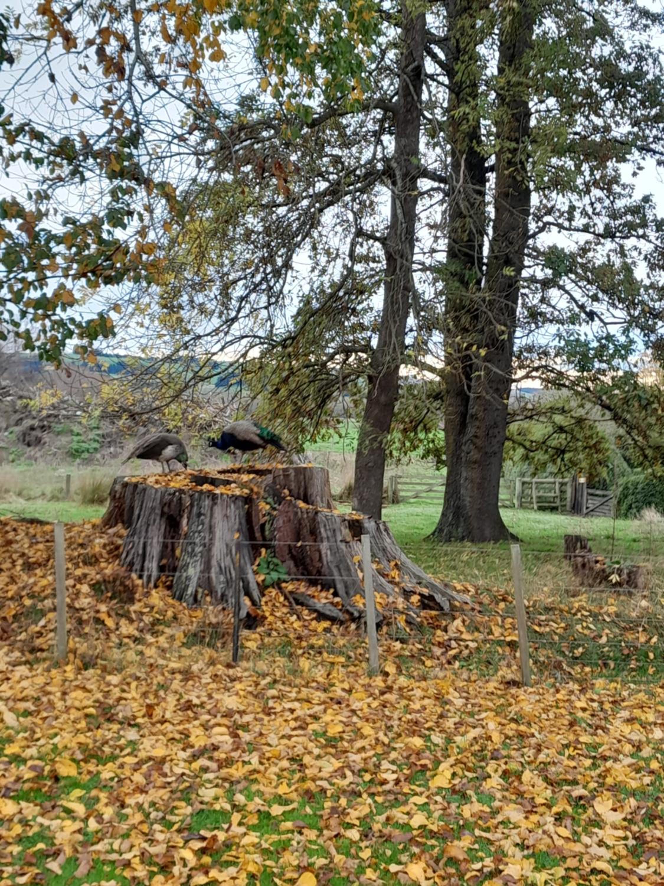 Mainholm