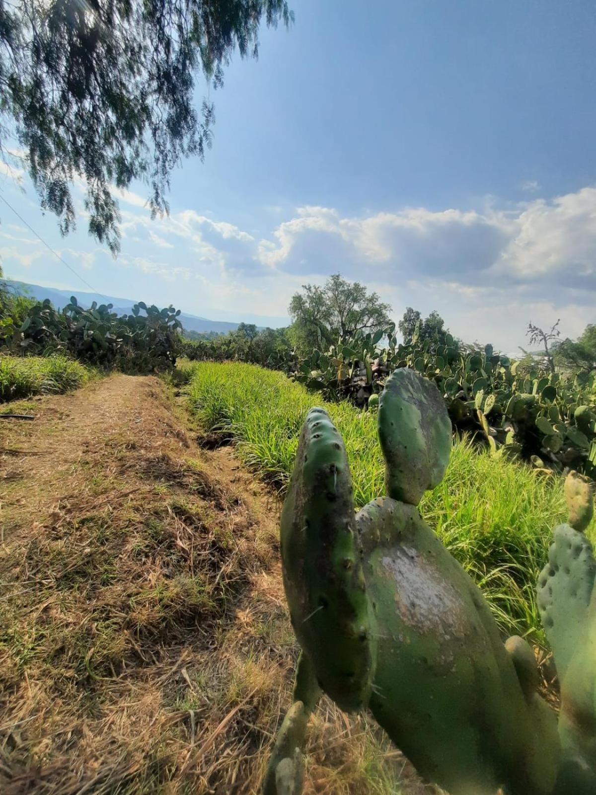 Glamping Entre Nopales - Naturaleza y descanso cerca a Villa de Leyva, mascotas bienvenidas