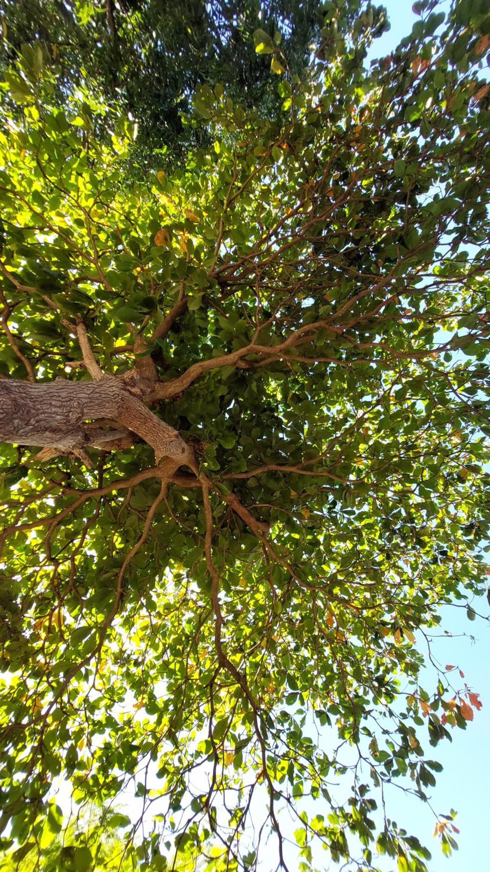 El Almendro