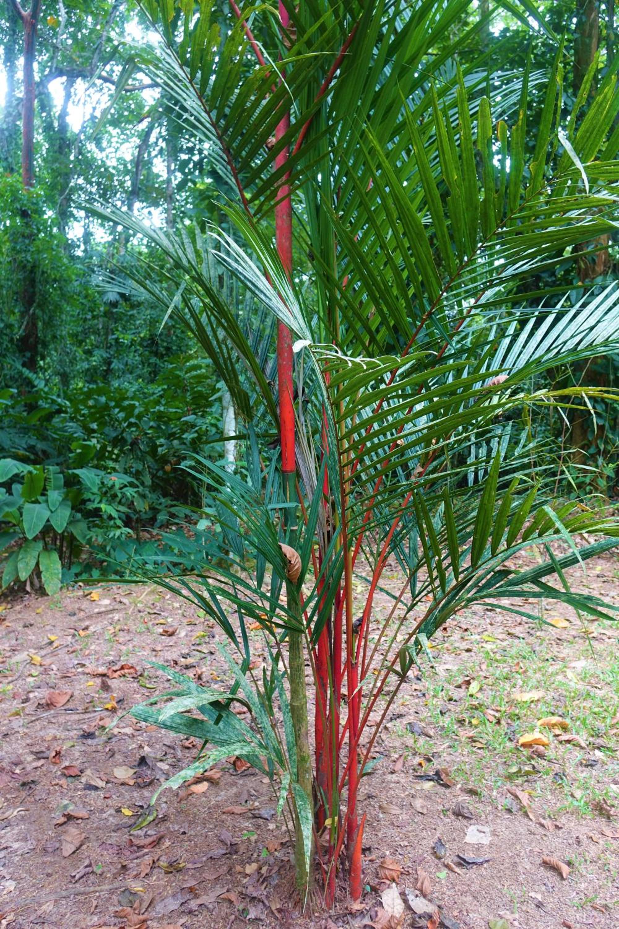 Casa Mona, Jungle vibes adults only