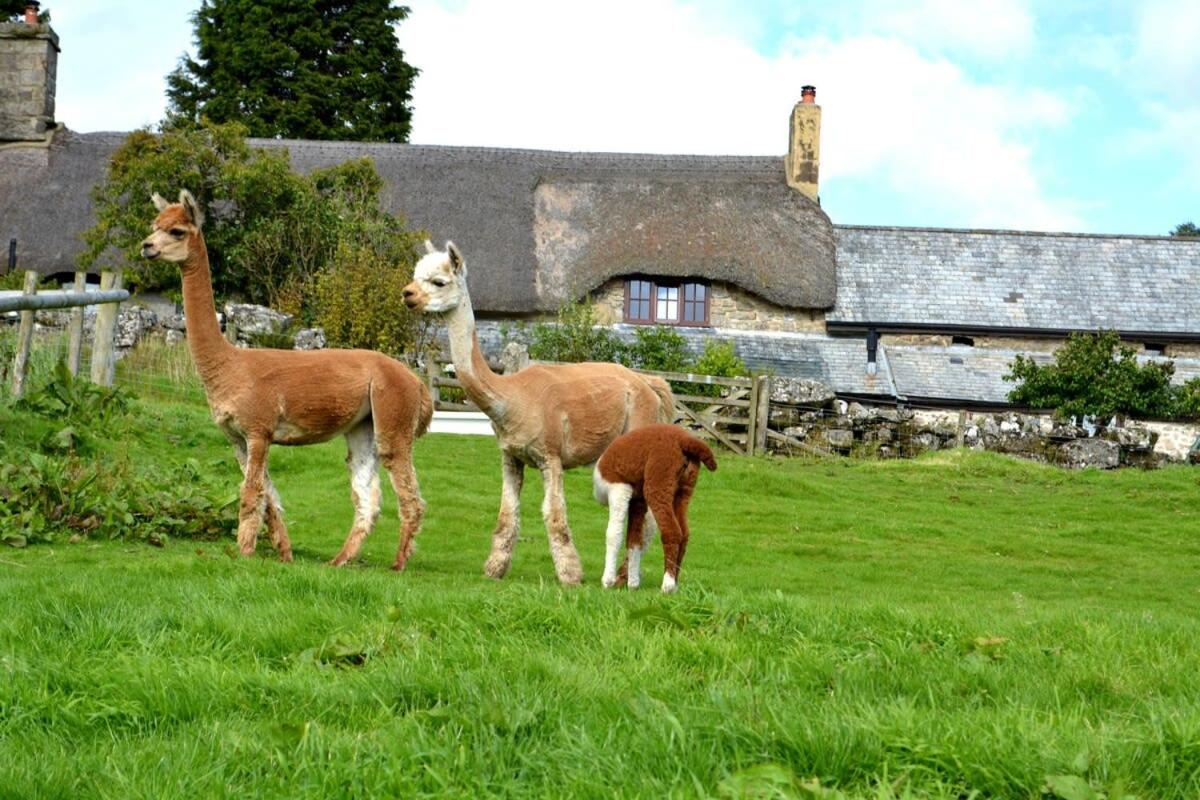 Idyllic Dartmoor Cottage