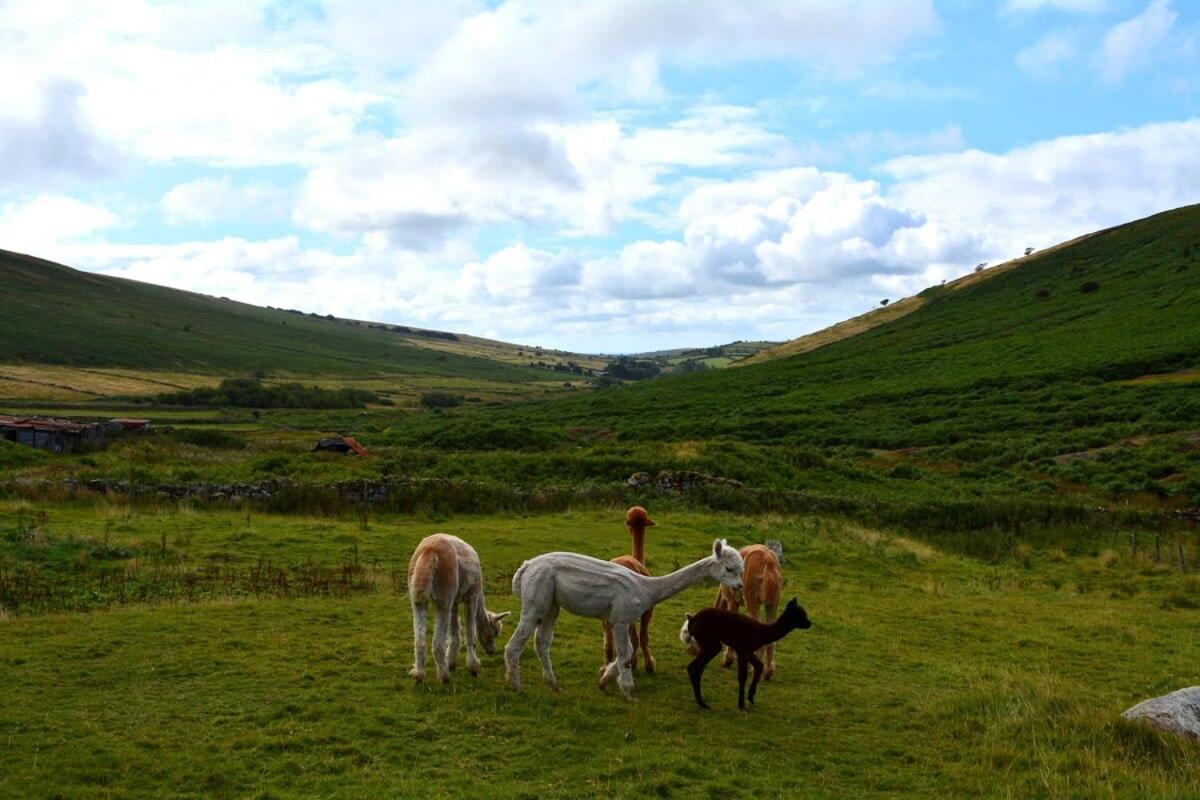 Idyllic Dartmoor Cottage