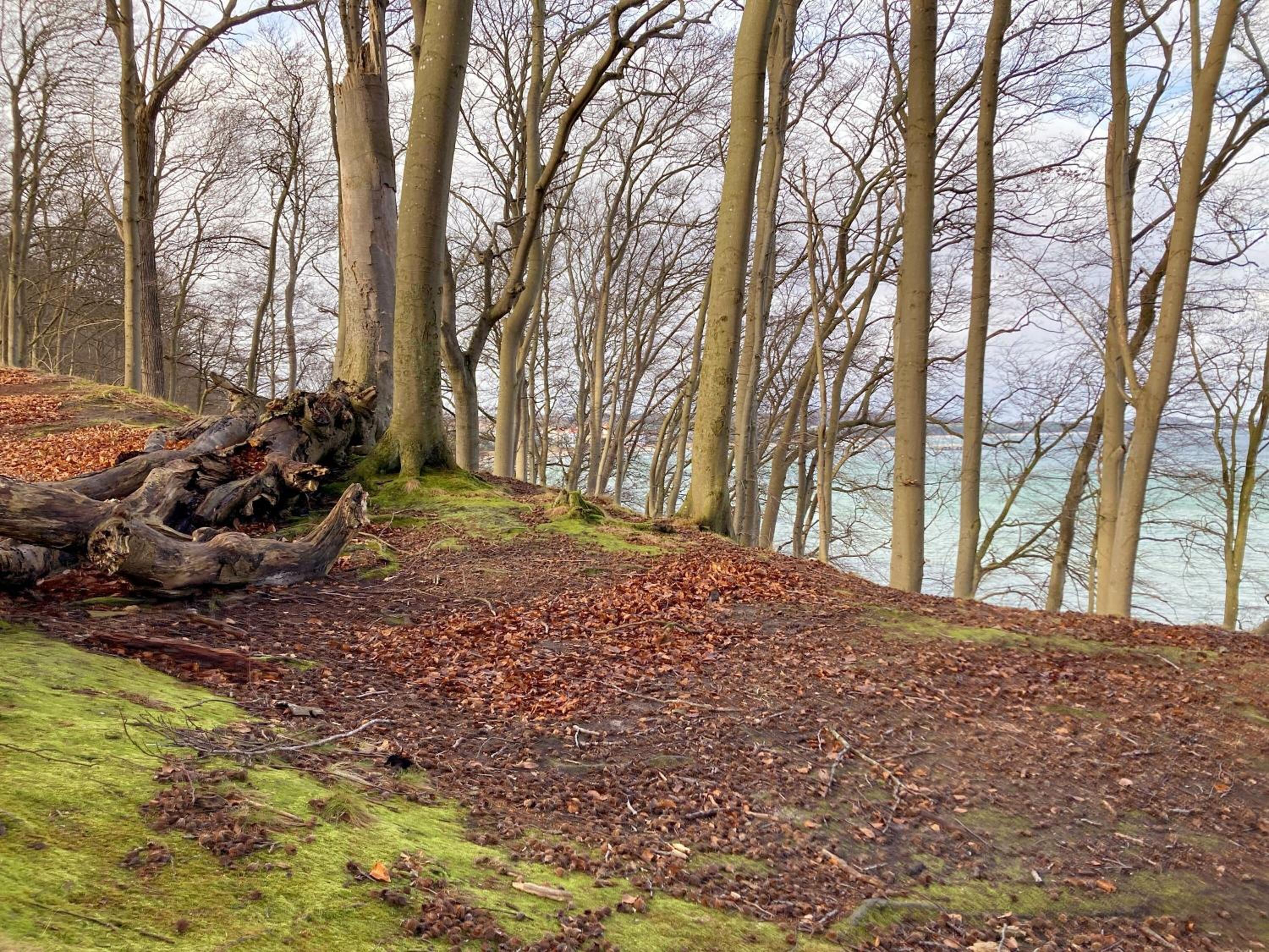 Villa Bakenberg in Binz - WG 13 