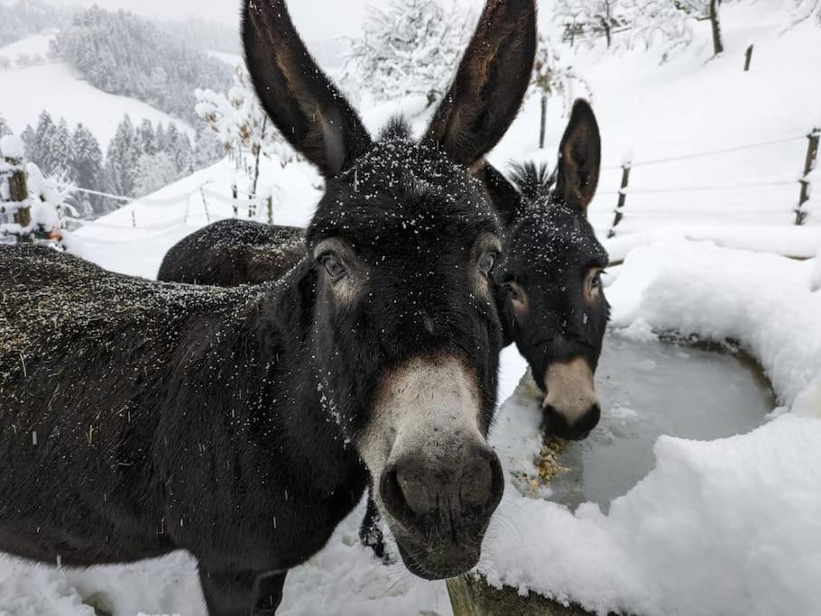 Ferienwohnung in Emmentaler Bauernhaus, Vogelsang