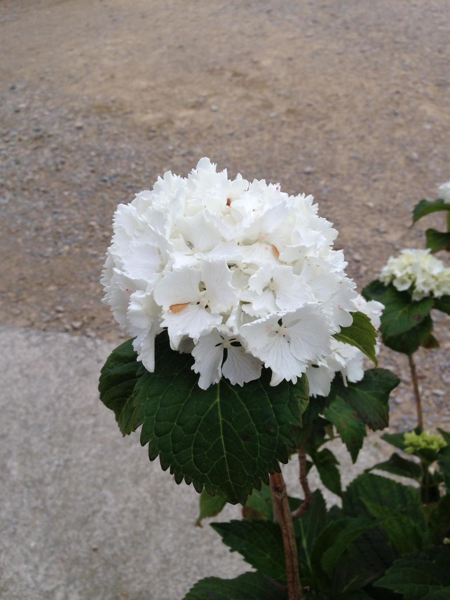 Photo 46