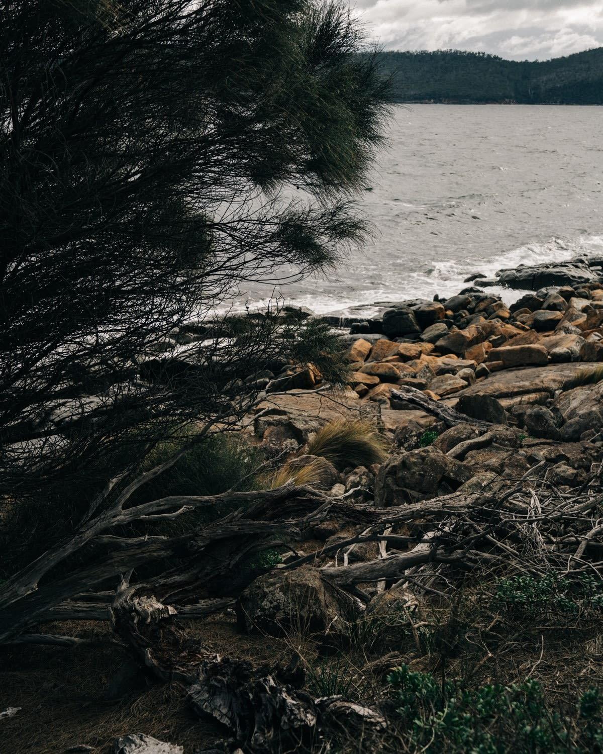 Siren Tasmania