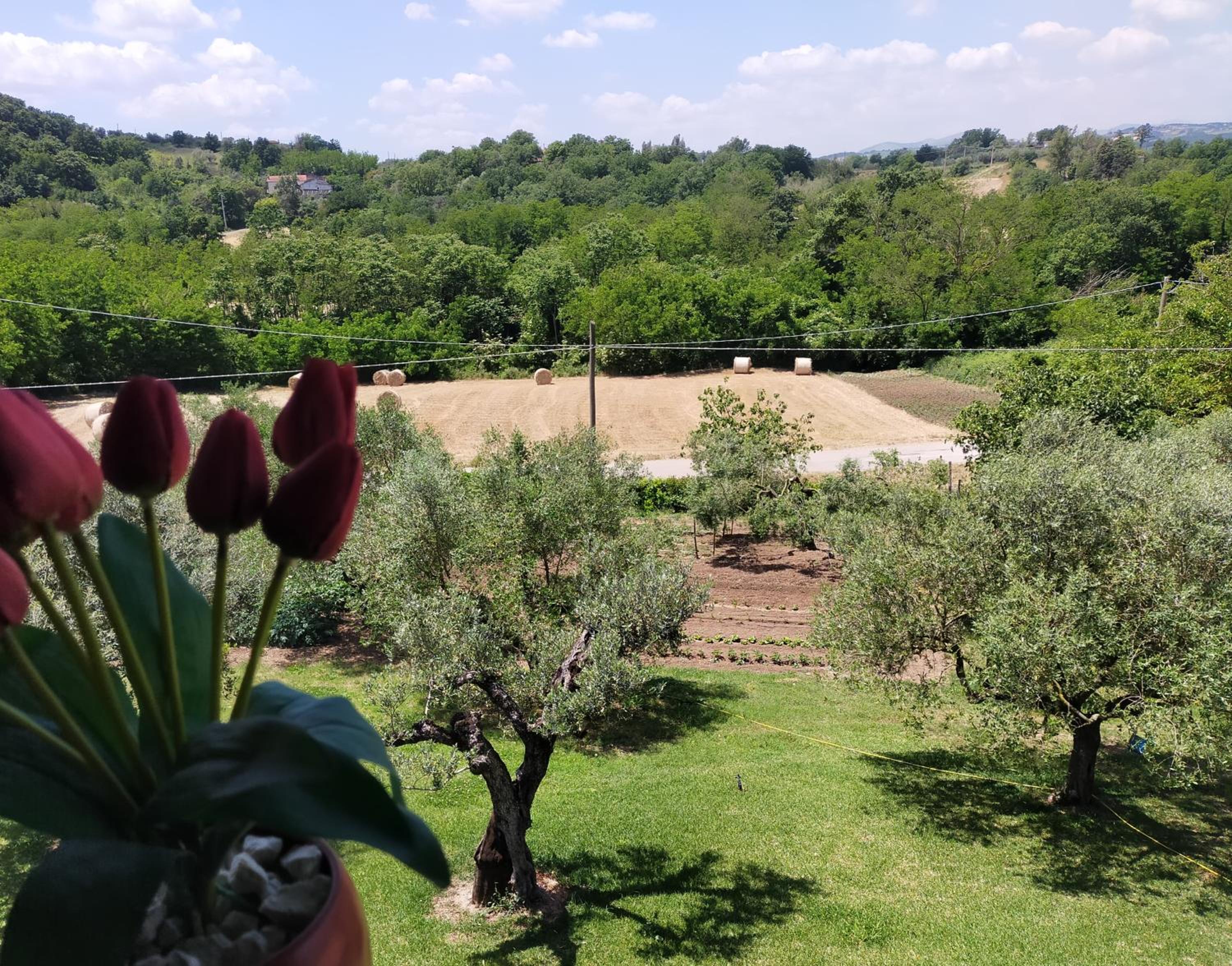 Al Boschetto view 4