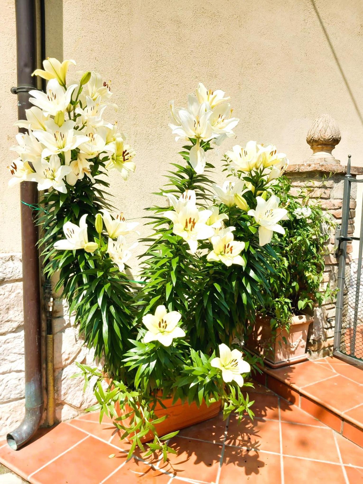 Borgo San Savino