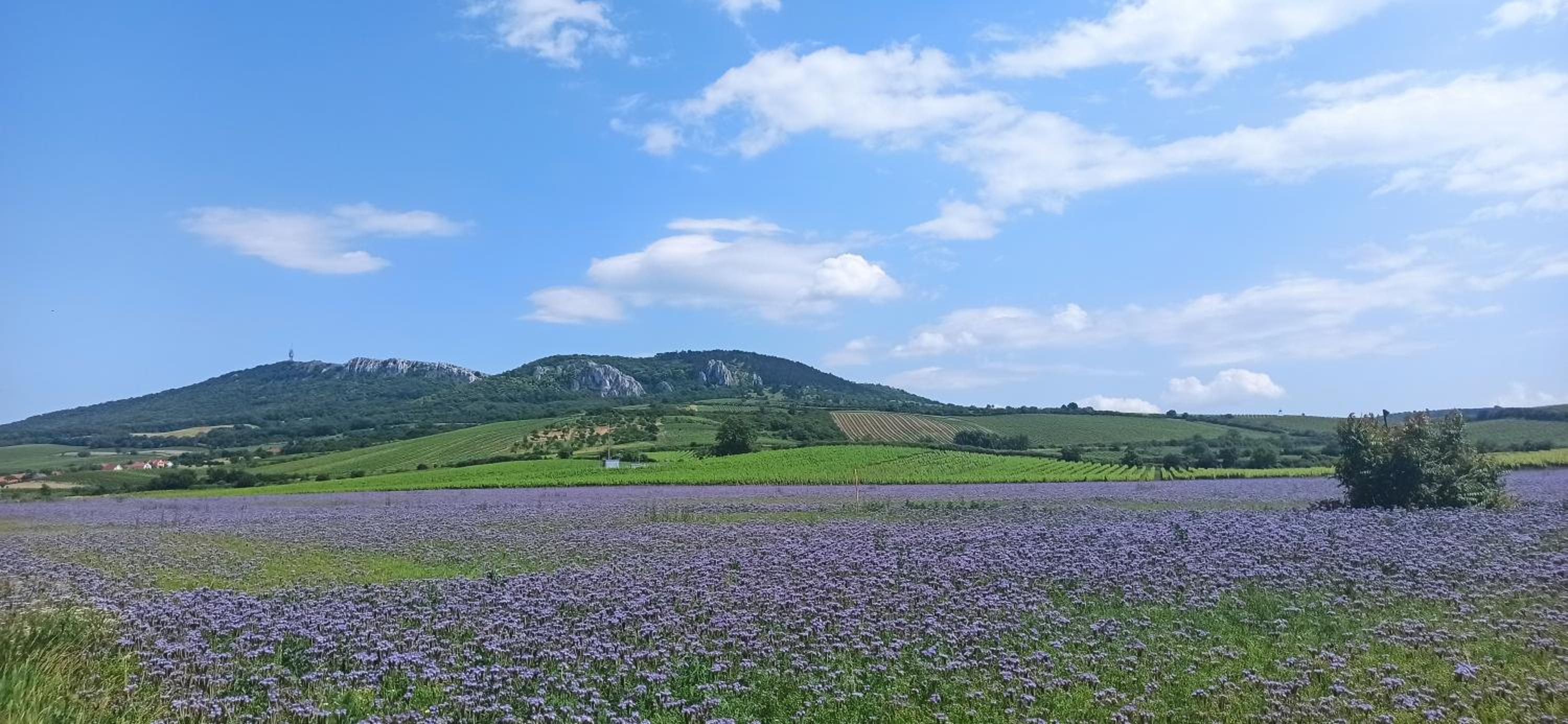 Vinný sklep s apartmány u Kvěchů