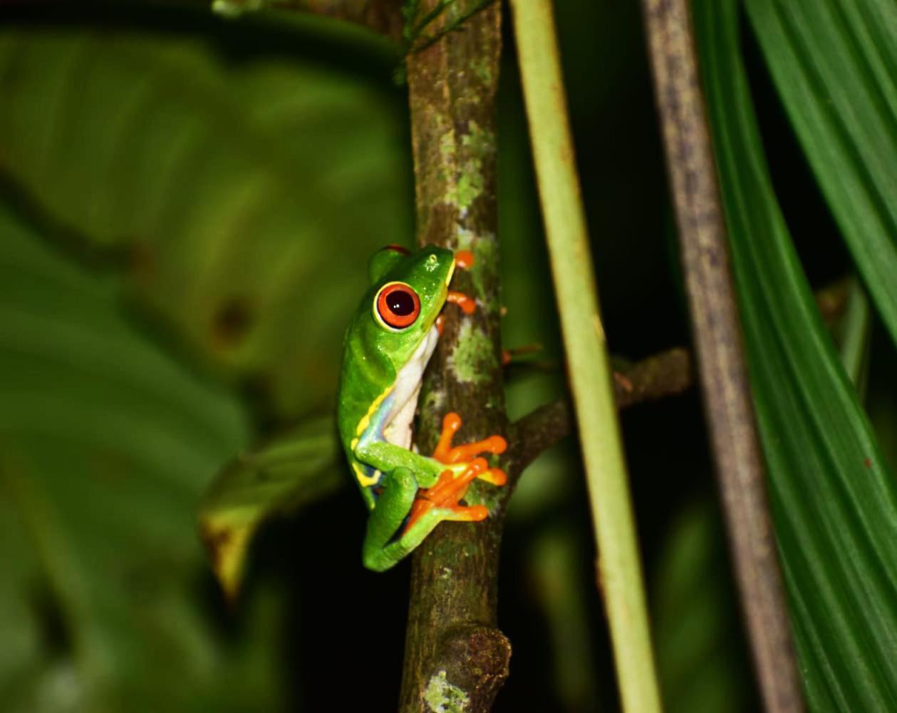 Cabañas Emerald Forest