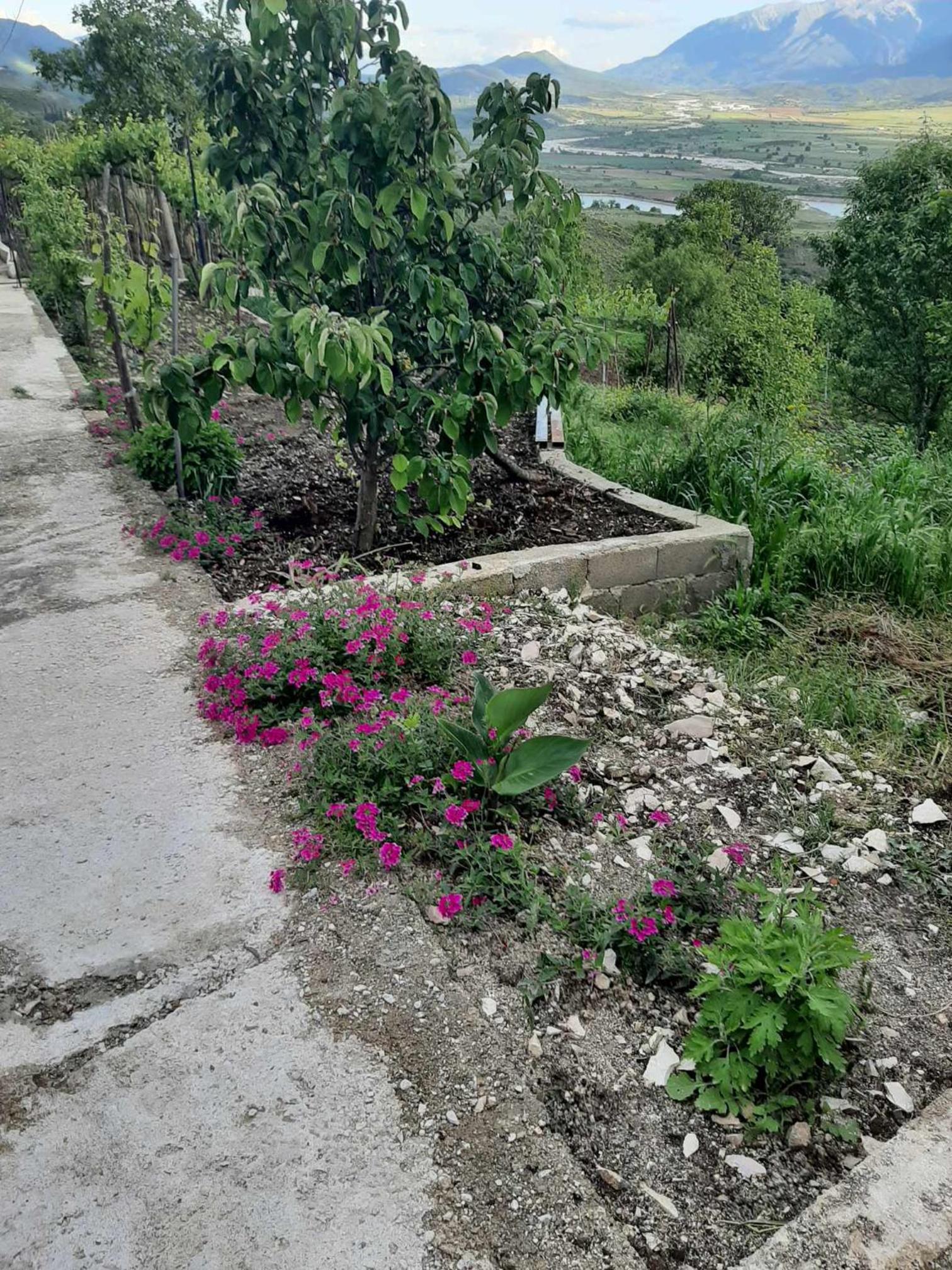 Garufalia