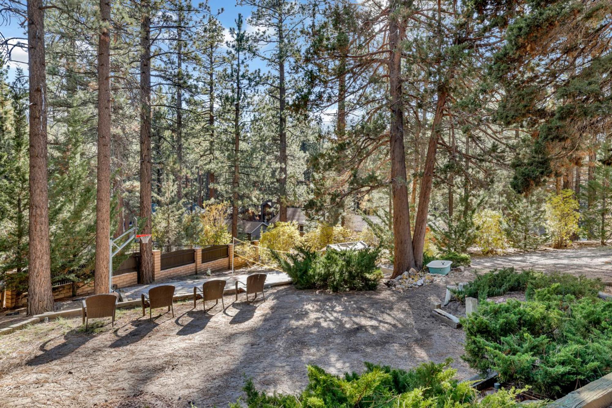Soaring pines #2193