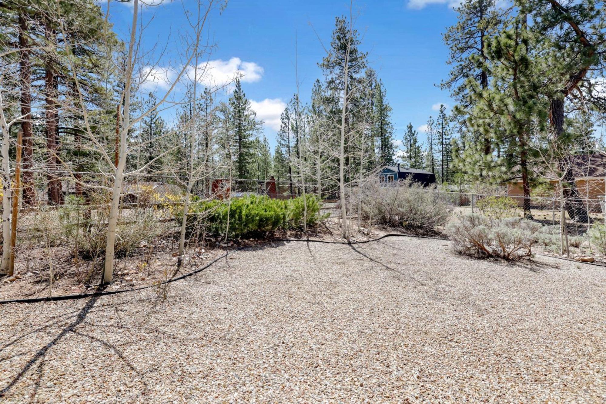 Aspen grove #1041