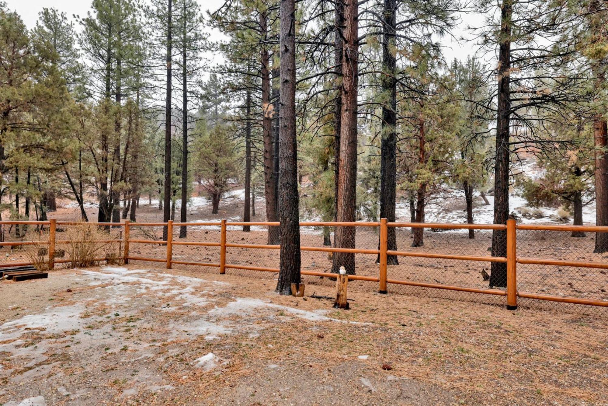 Coyote pines #2061