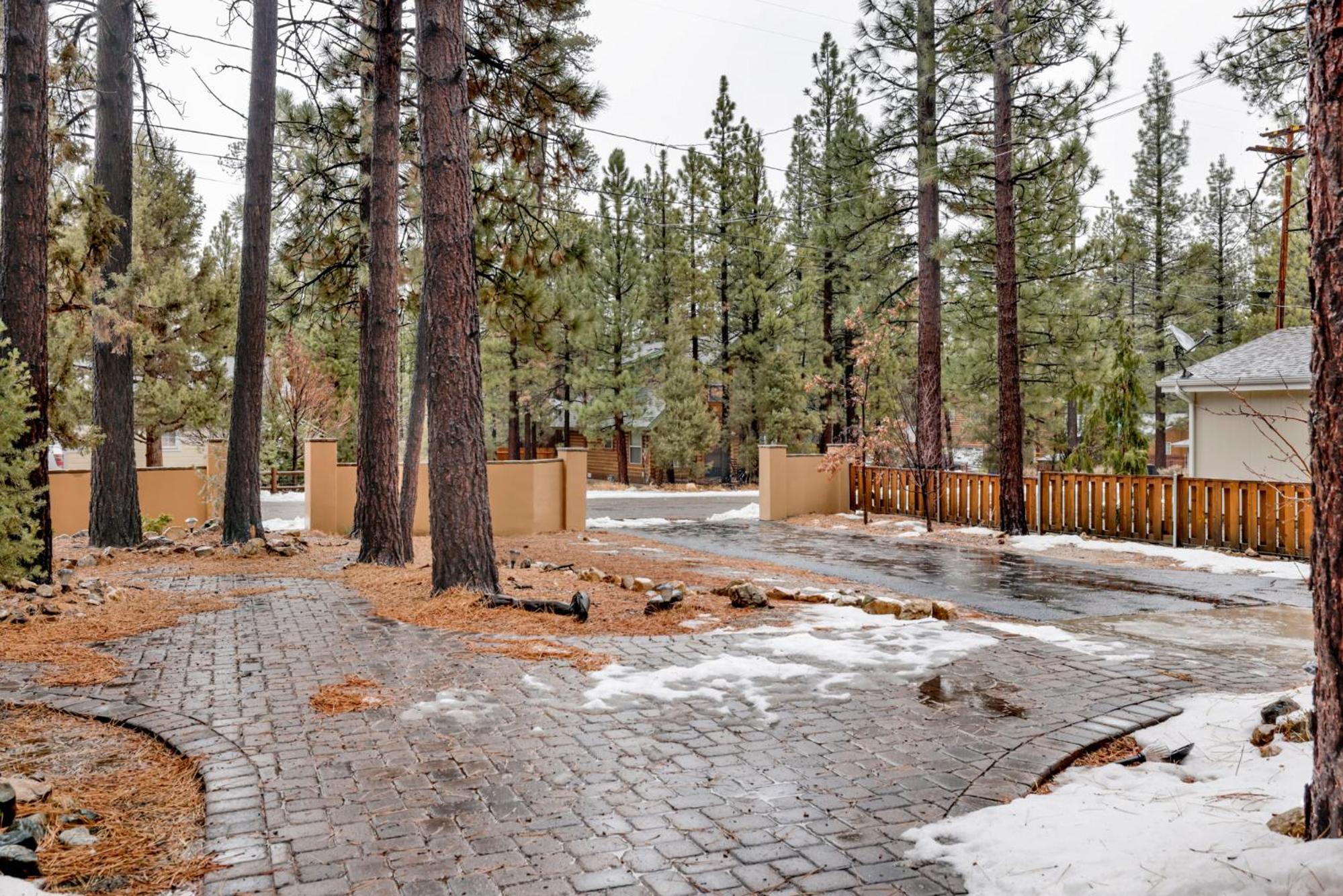 Coyote pines #2061