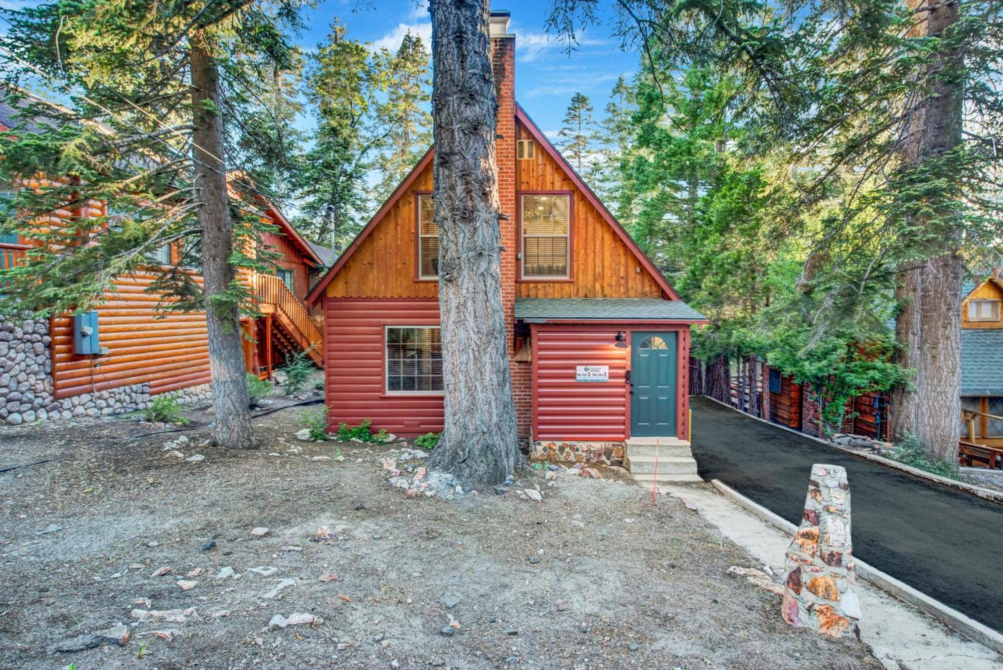 Silvertip pines #2335