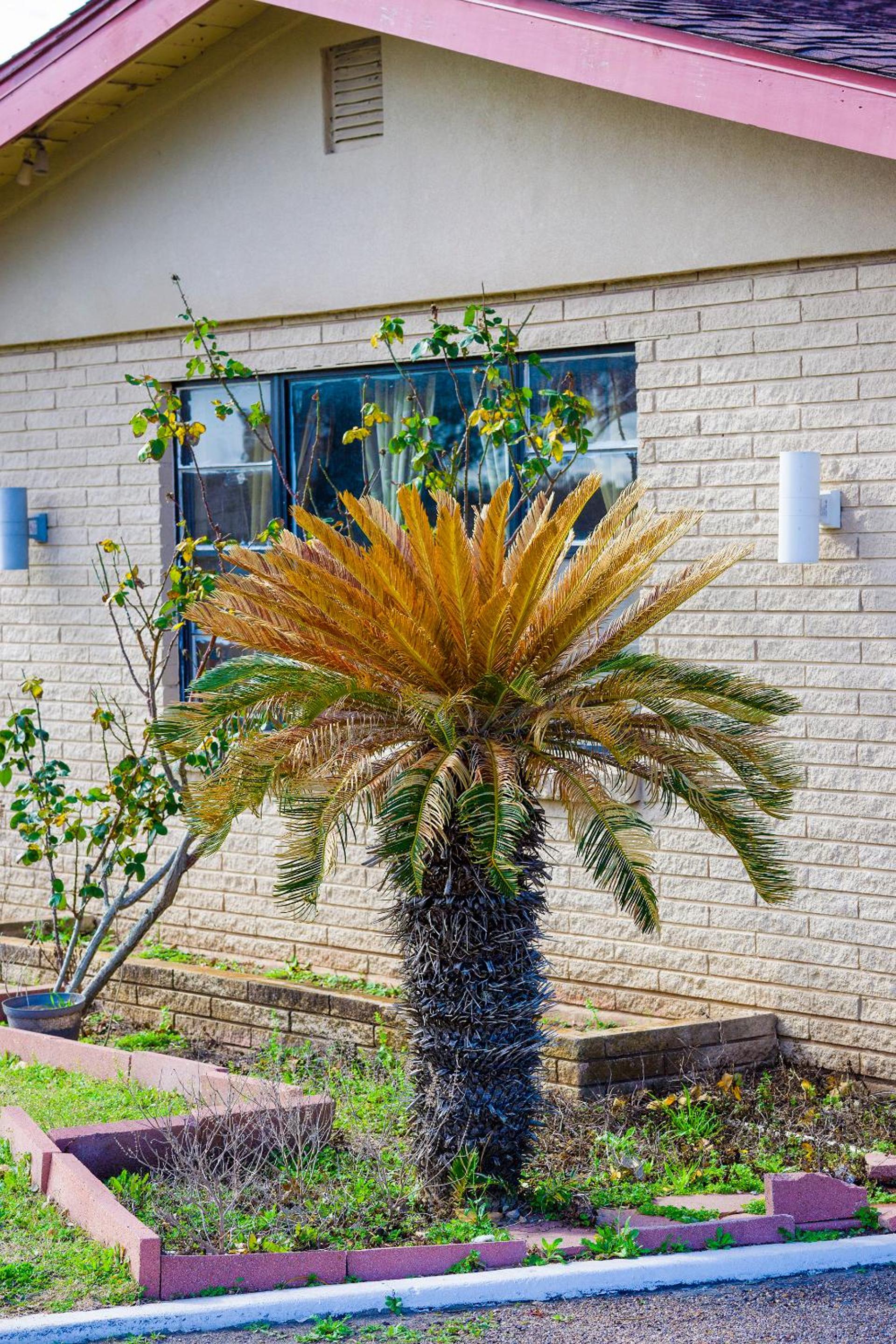 OYO Hotel Beeville -US 181