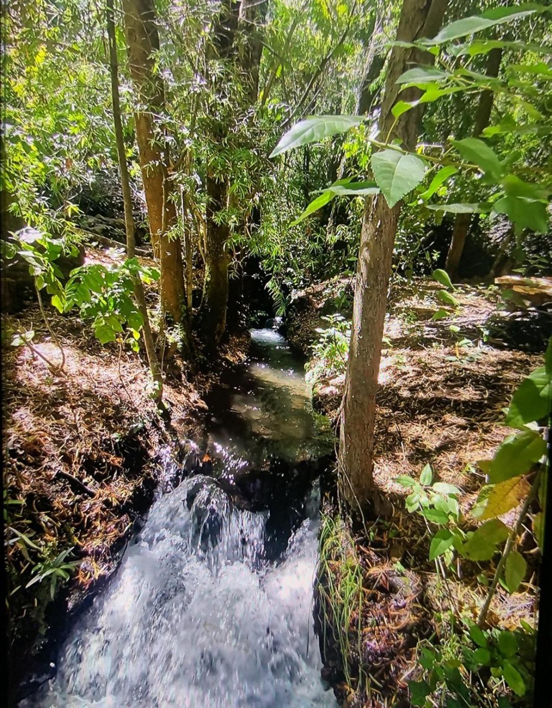 Cabaña bosque