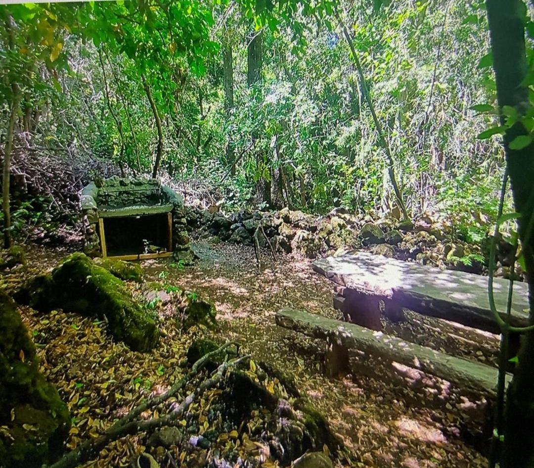Cabaña bosque