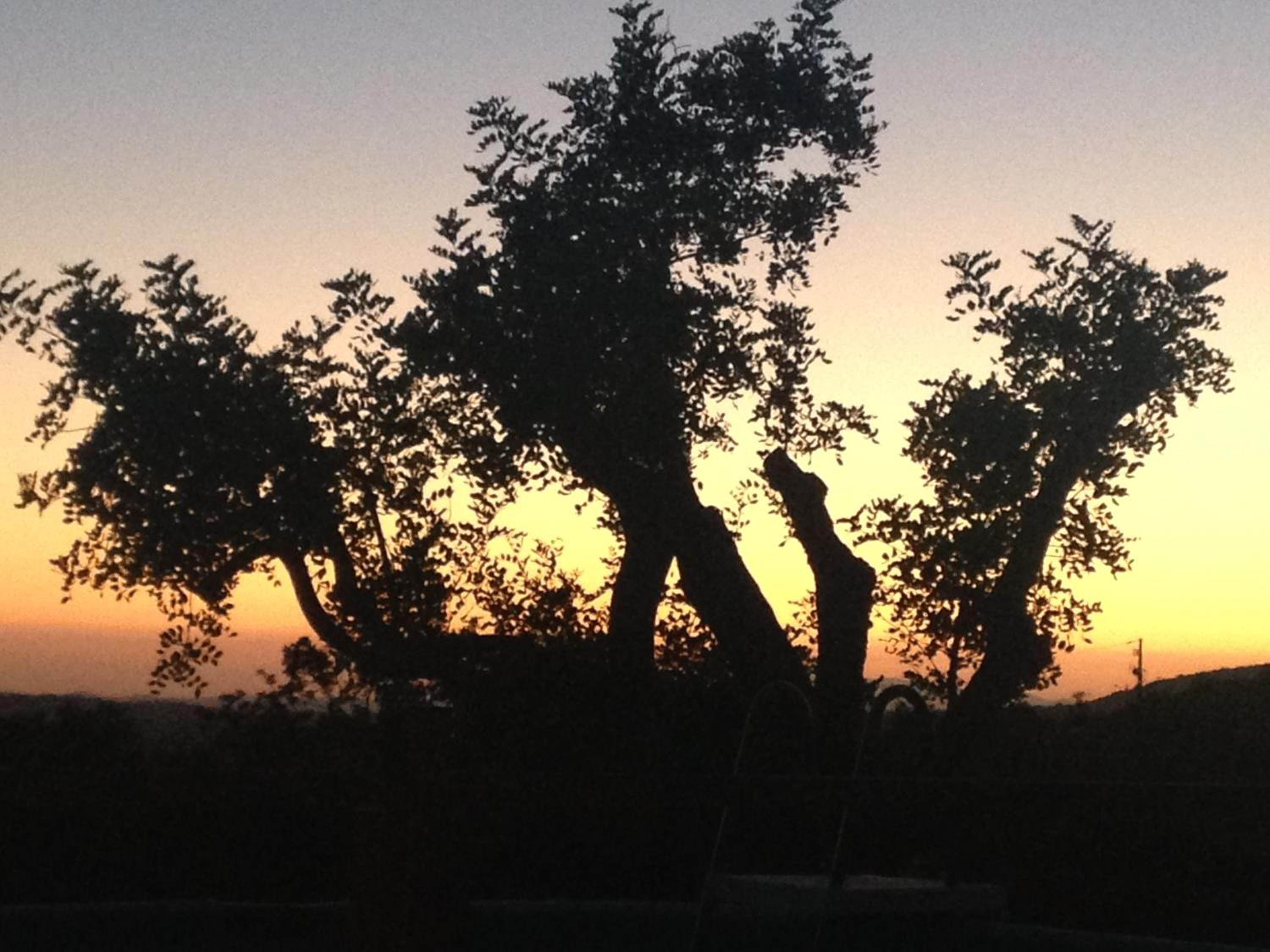 Glamping Casa Esteval