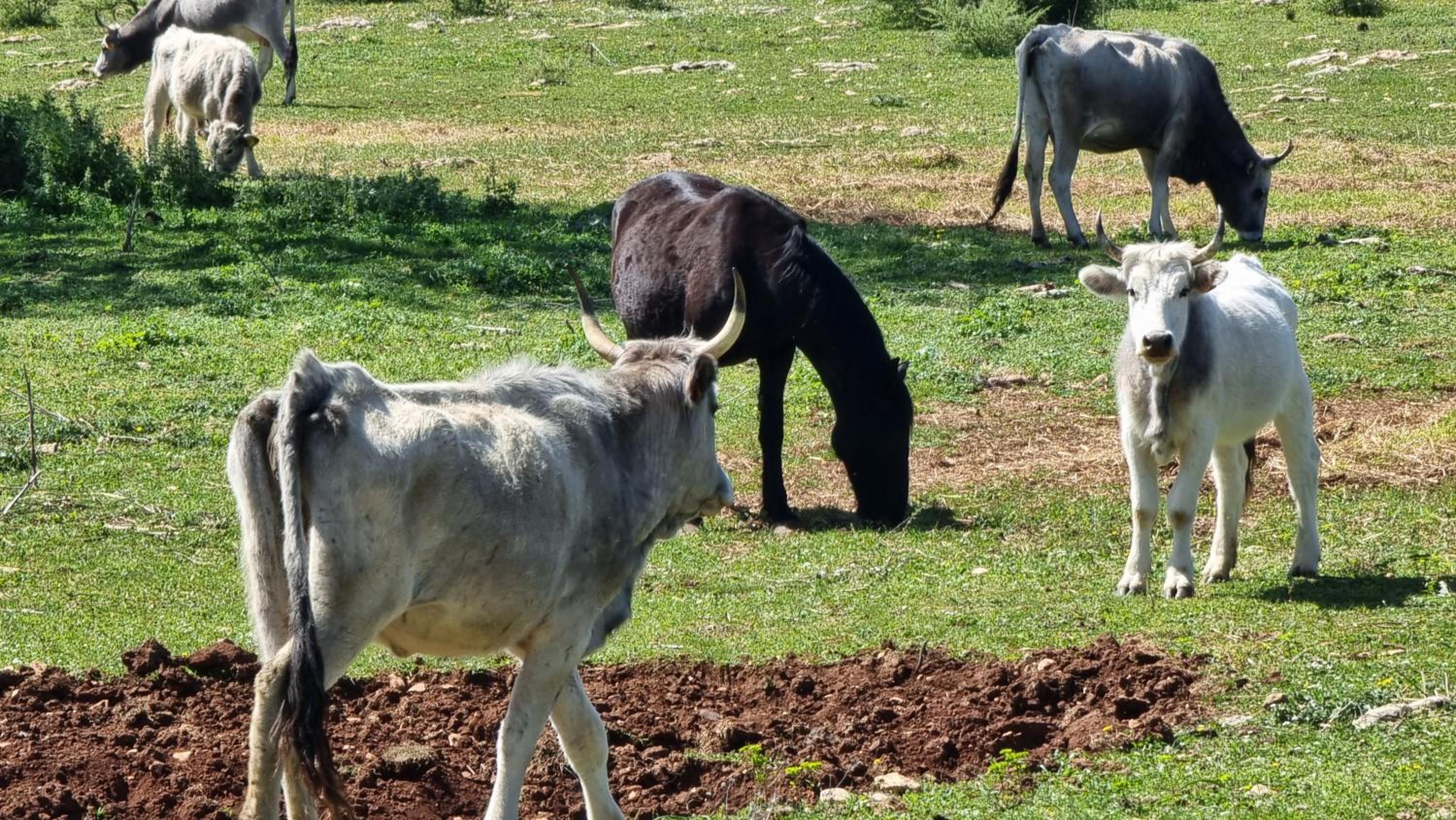 Agriturismo Iazzo Scagno