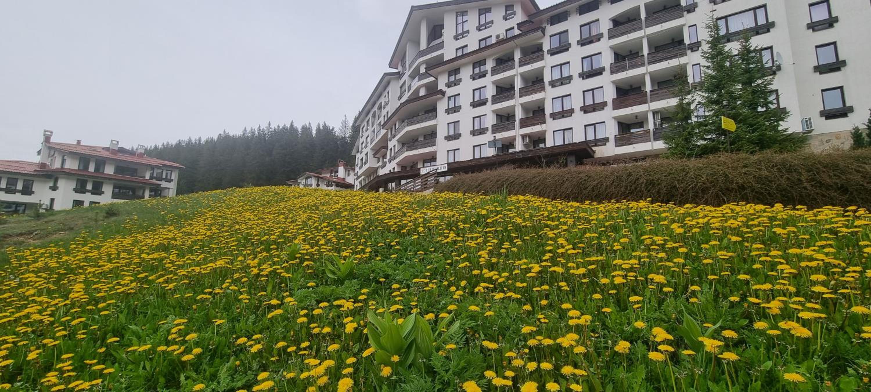 Elit Pamporovo Accommodation