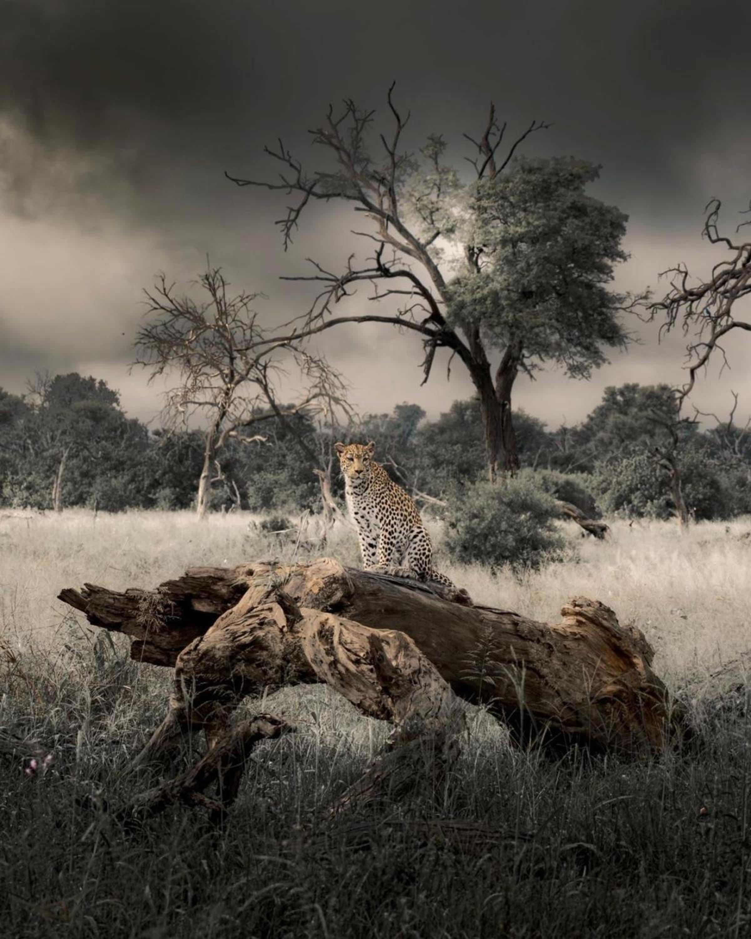 Big Cats Namibia Farmstay & Tours