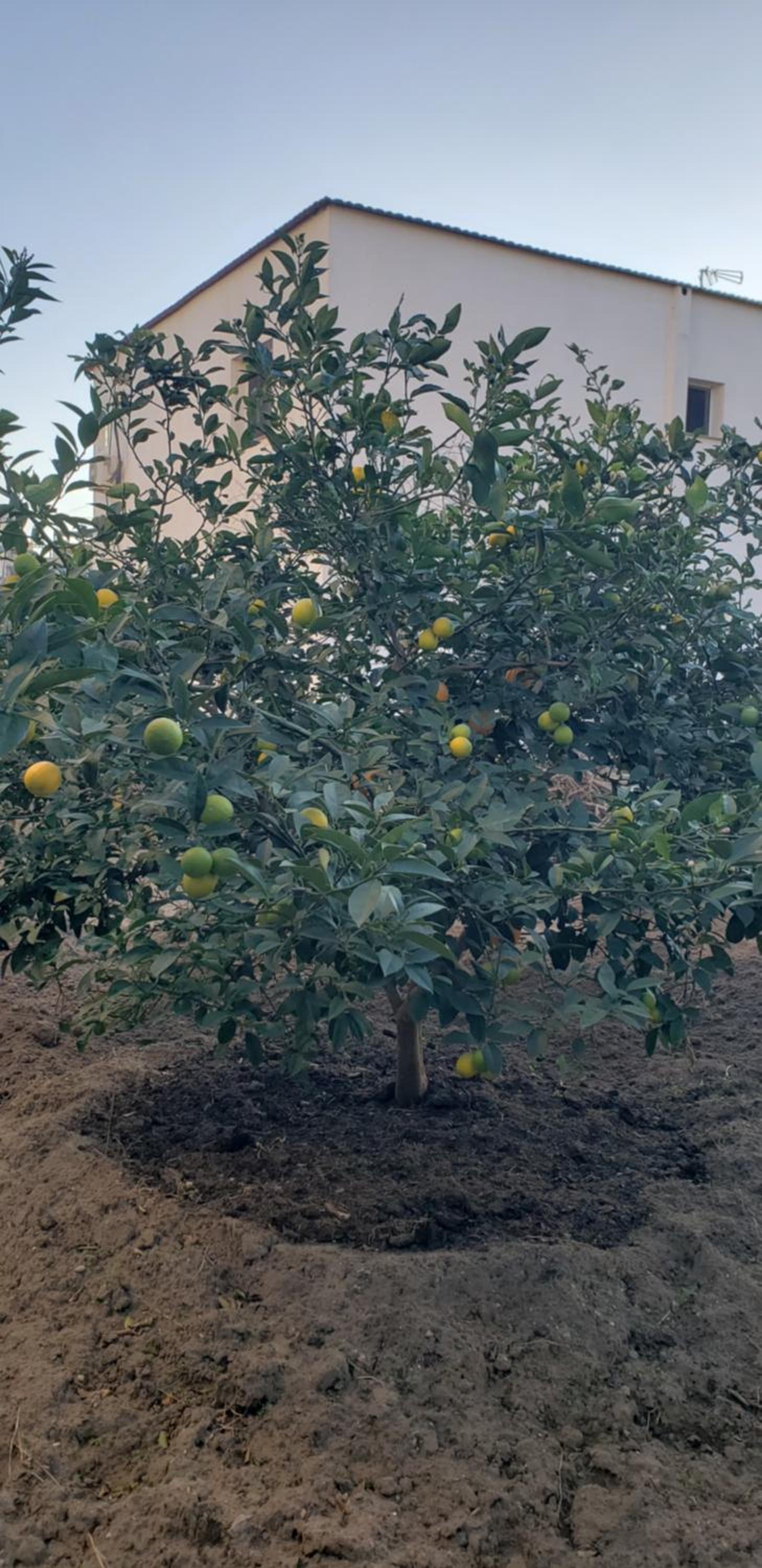 Pomegranates & Olives Guesthouse