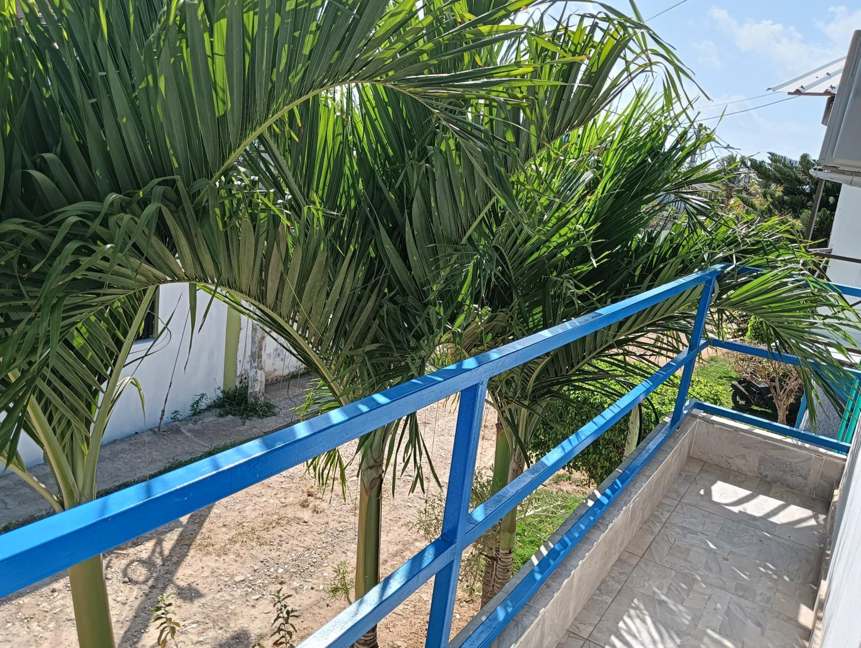Rocky palms