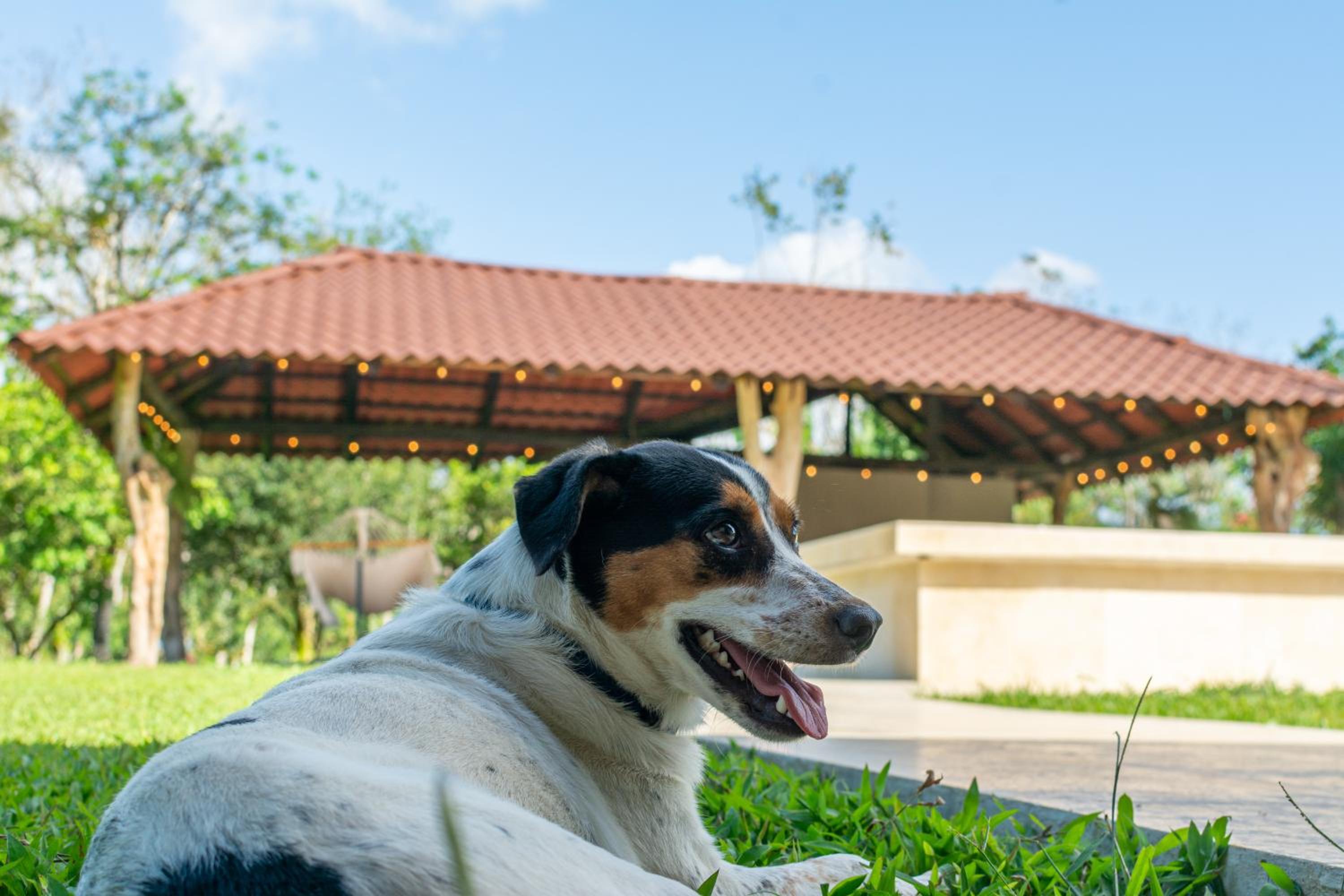 Casa Roble Fortuna