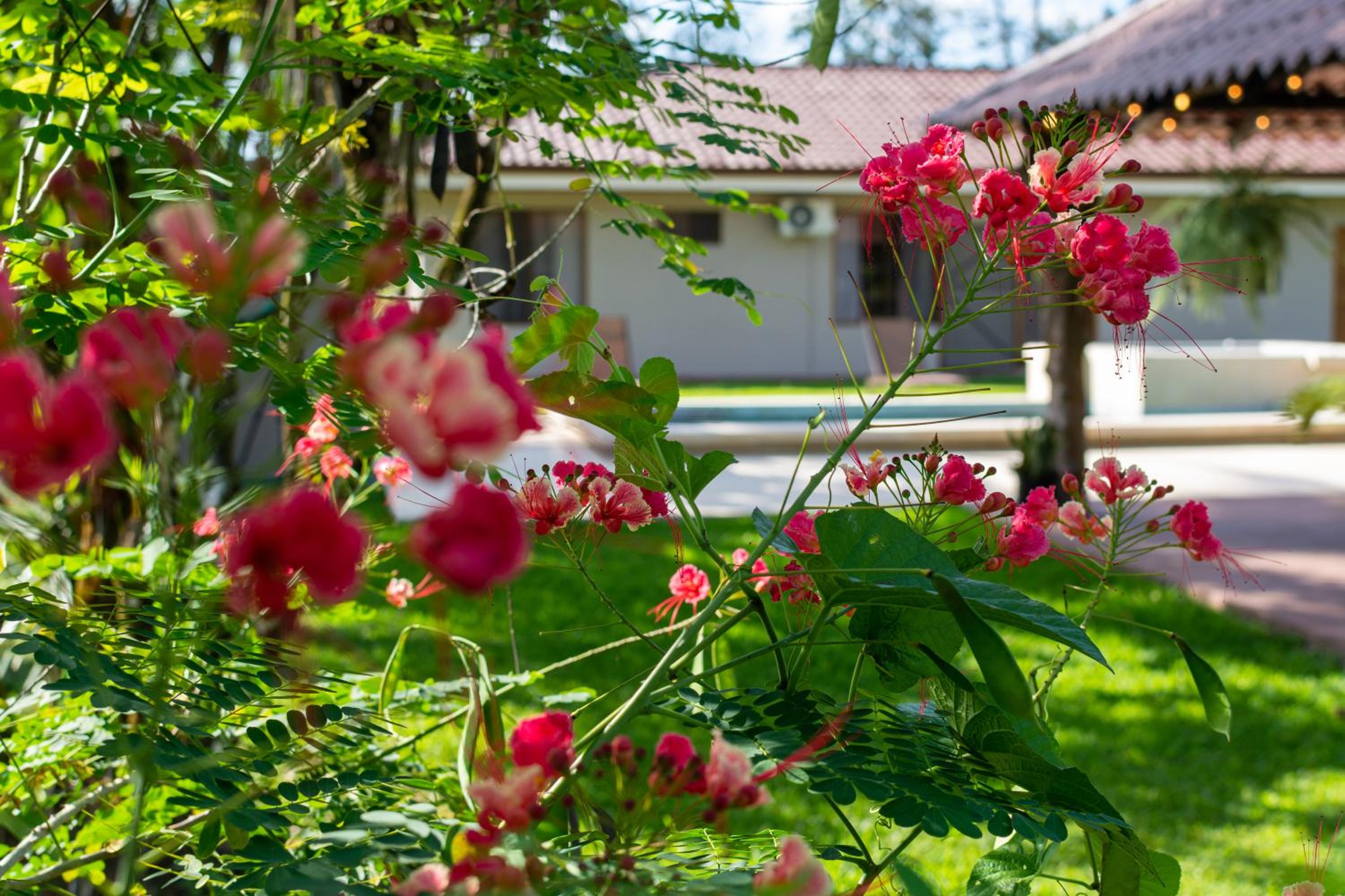 Casa Roble Fortuna