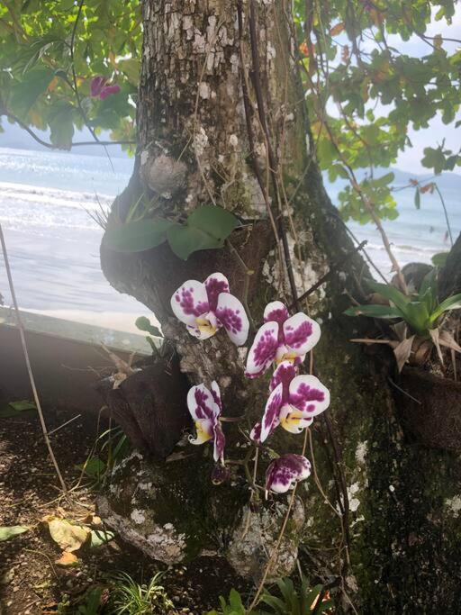 Linda Casa, pé na areia na praia da Fortaleza Ubatuba