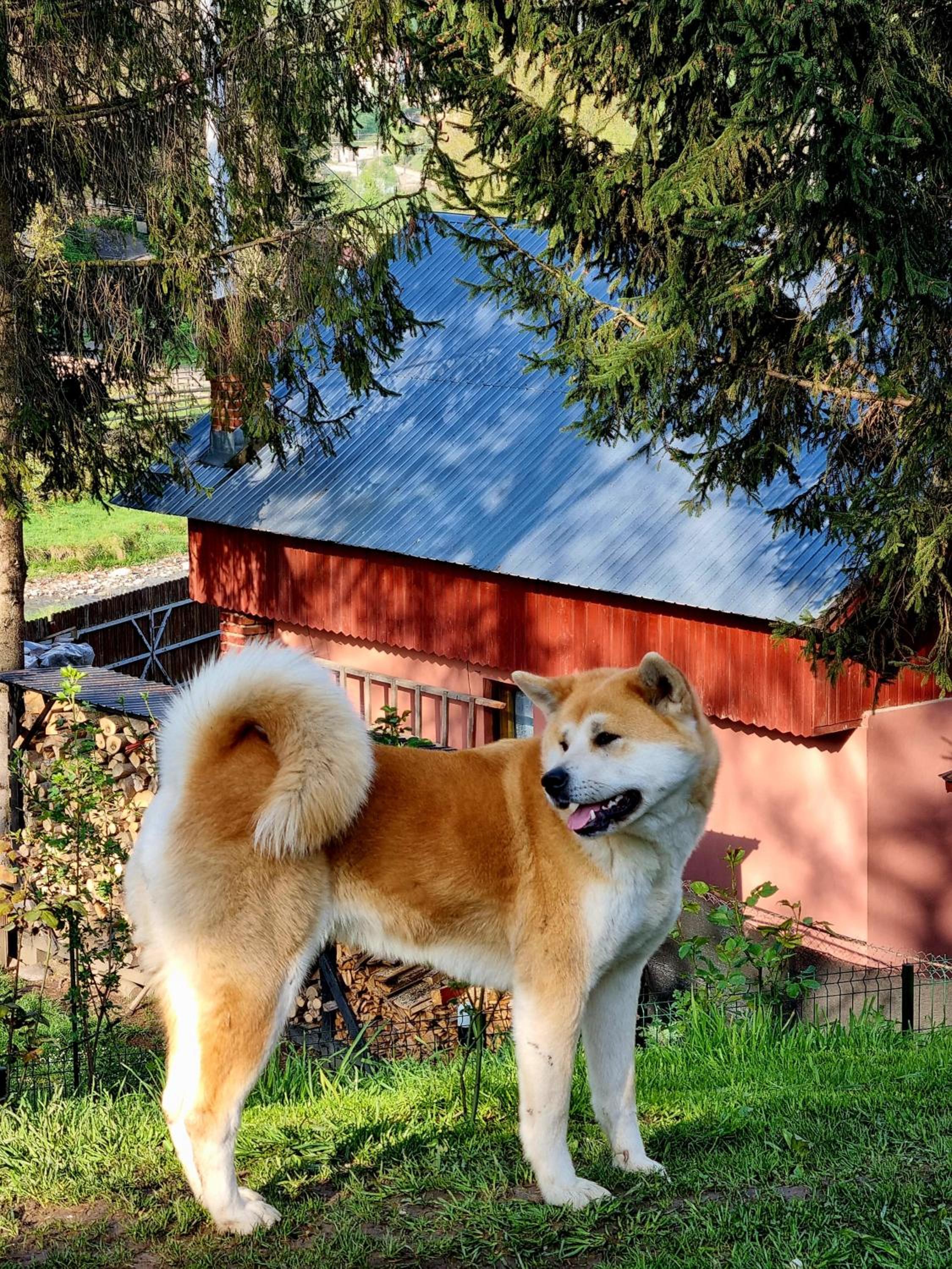 Photo 45