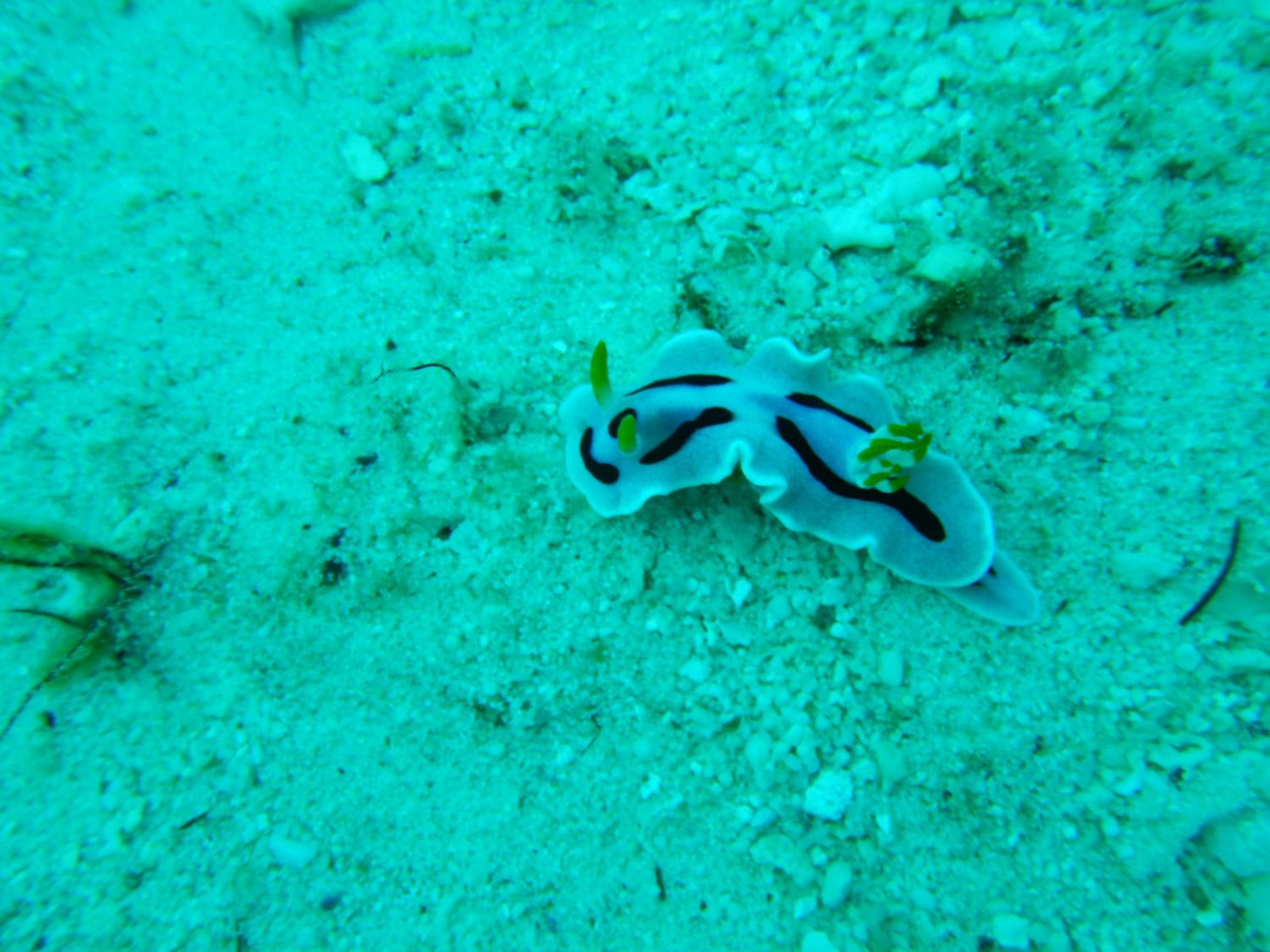 Raja Ampat Blue Sea