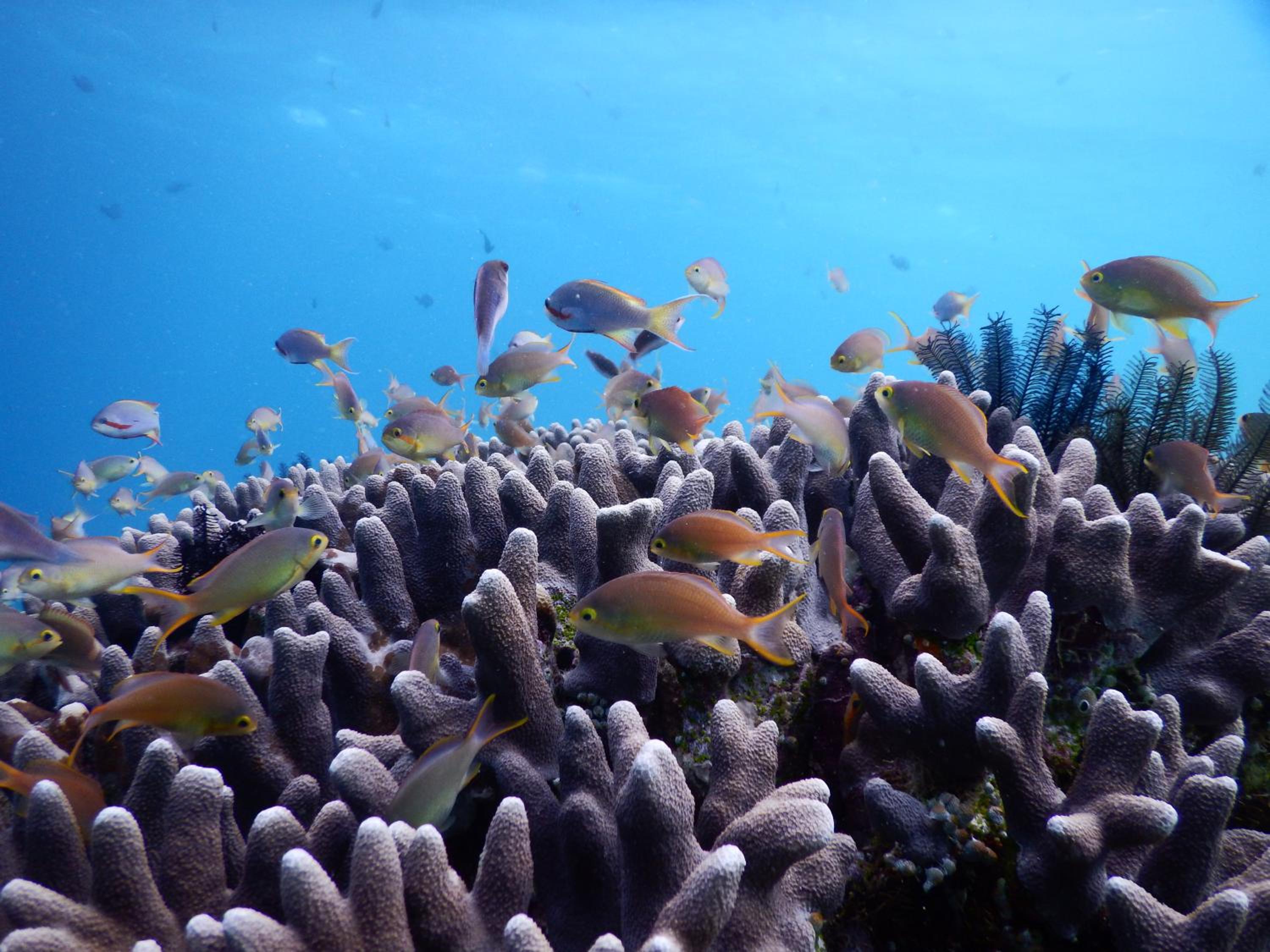 Raja Ampat Blue Sea