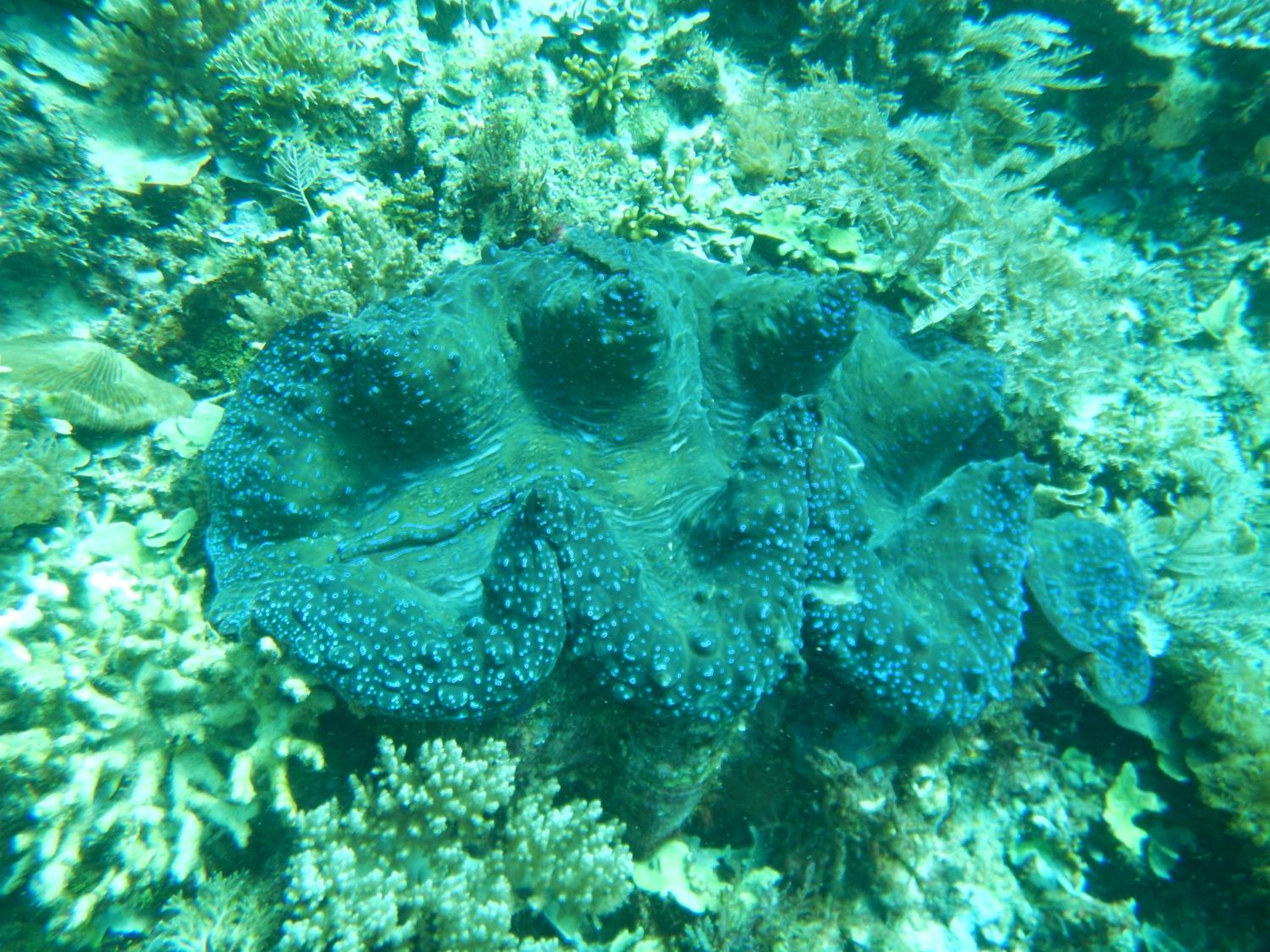 Raja Ampat Blue Sea