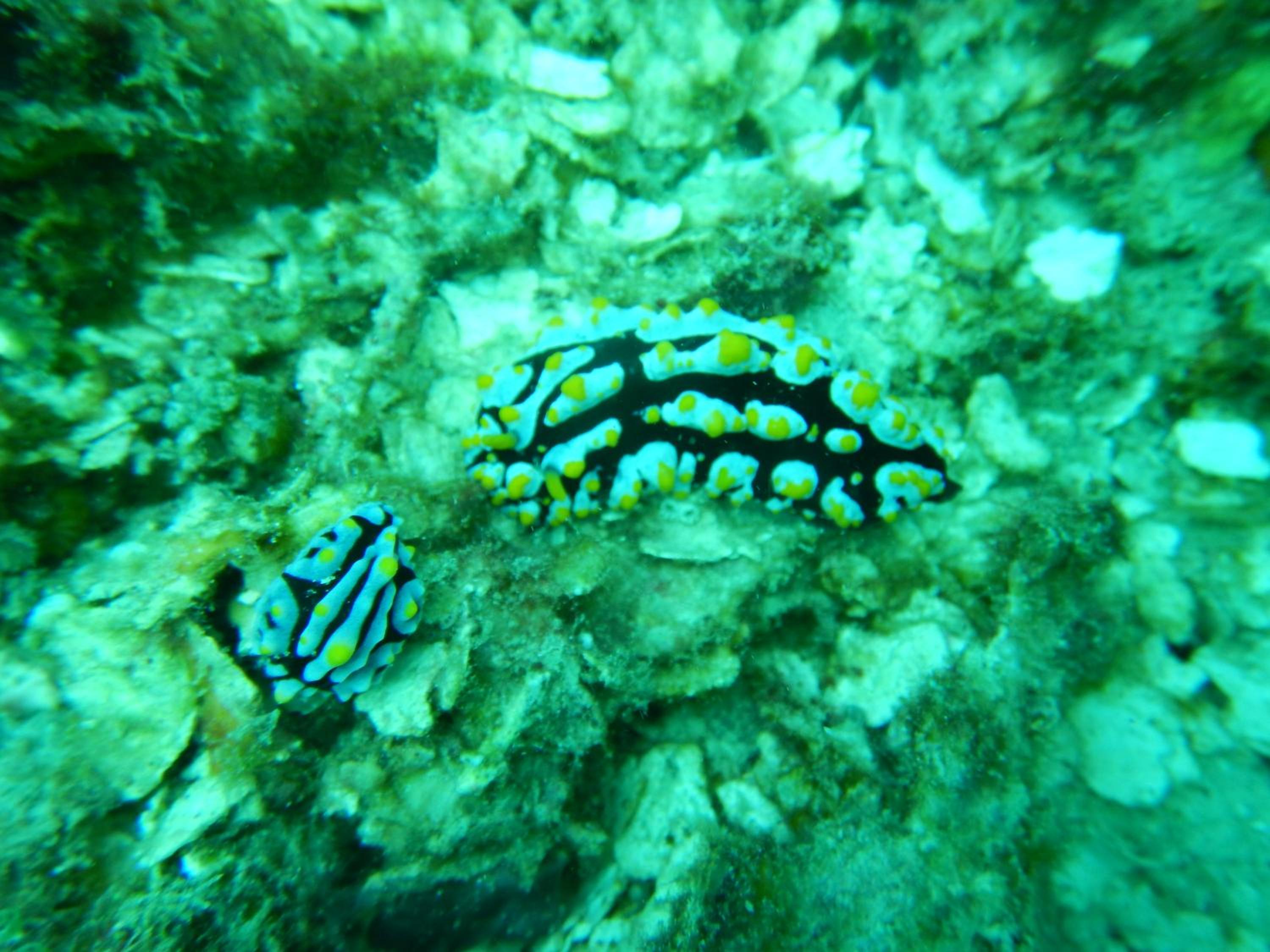 Raja Ampat Blue Sea