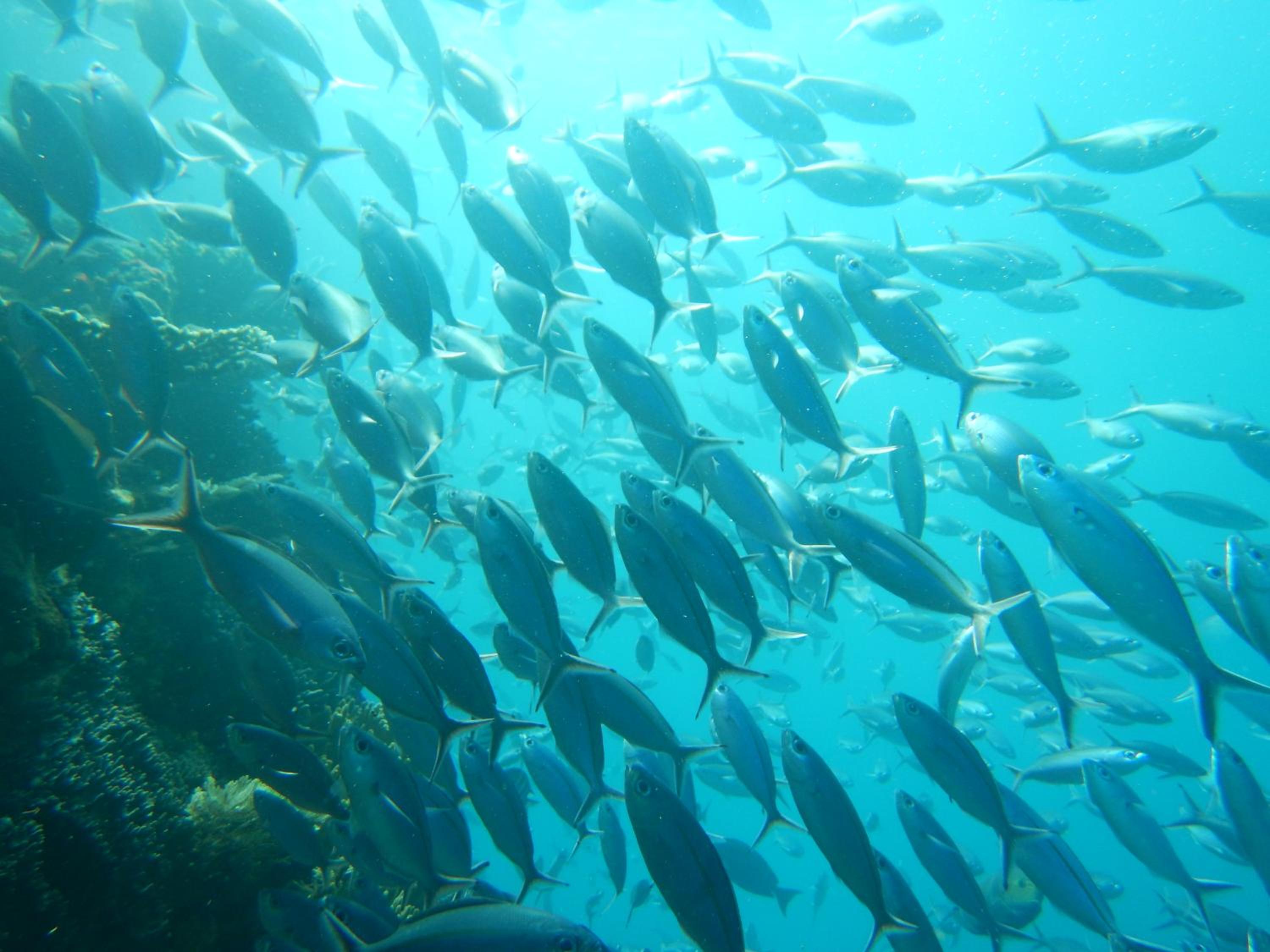 Raja Ampat Blue Sea