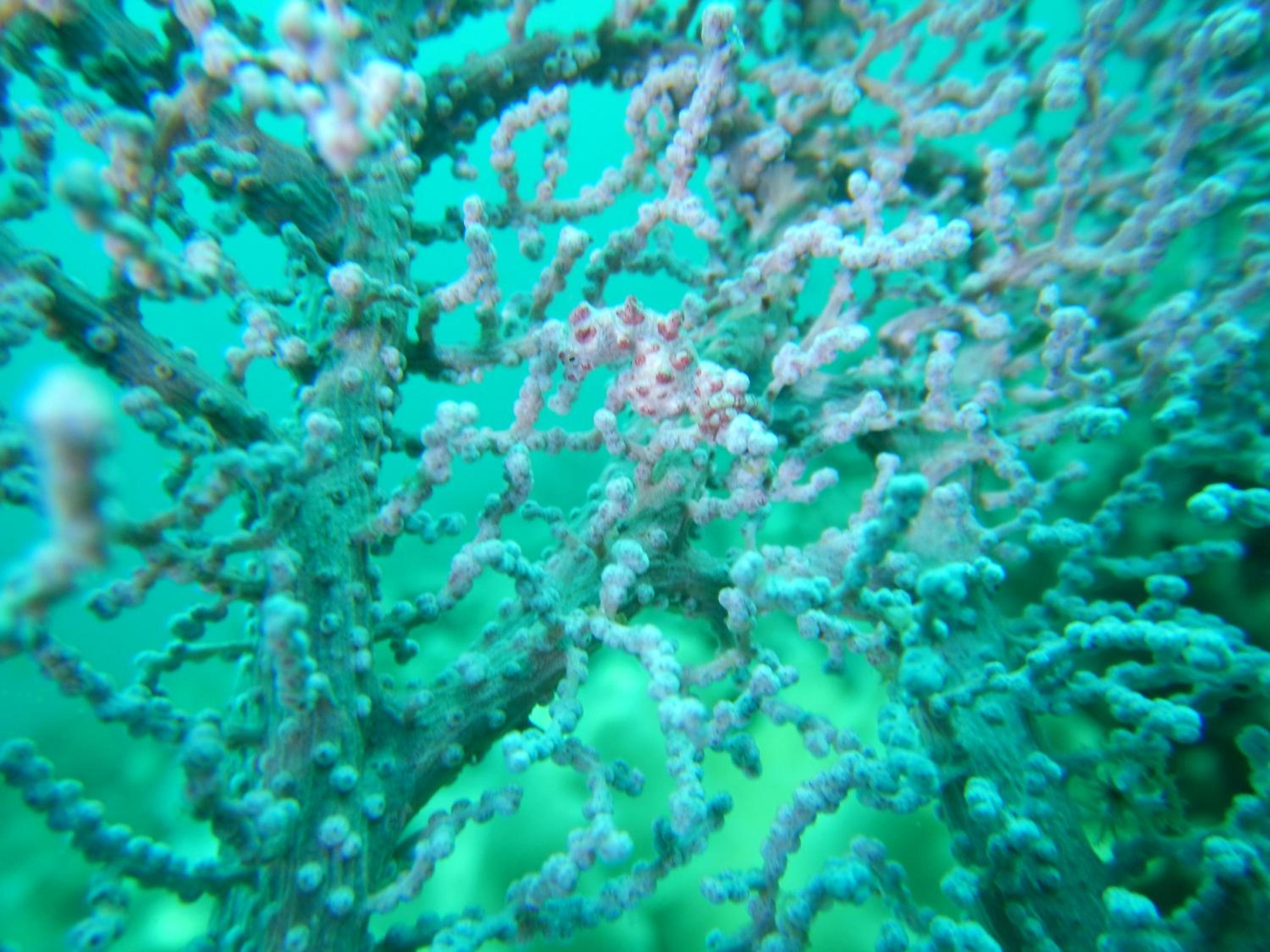 Raja Ampat Blue Sea