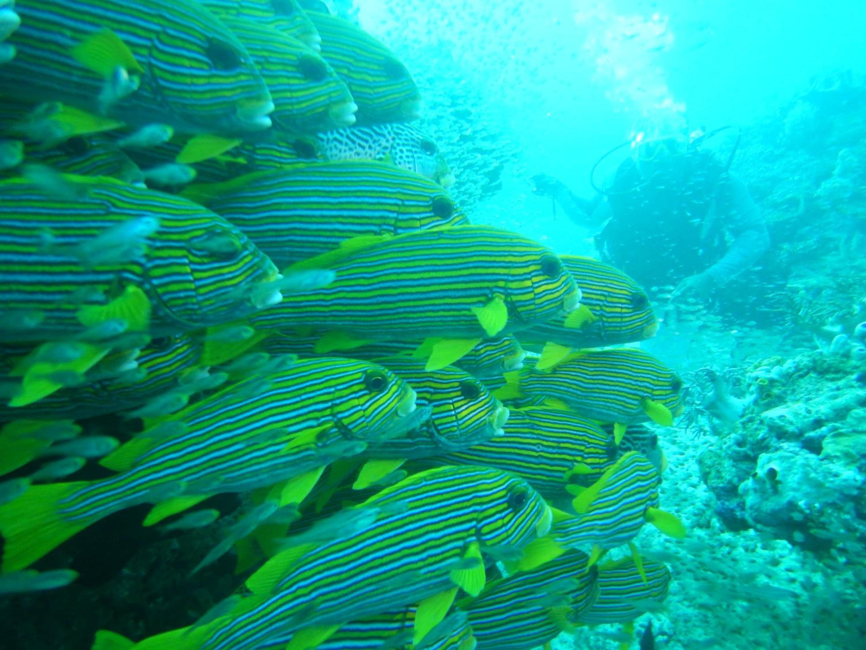 Raja Ampat Blue Sea