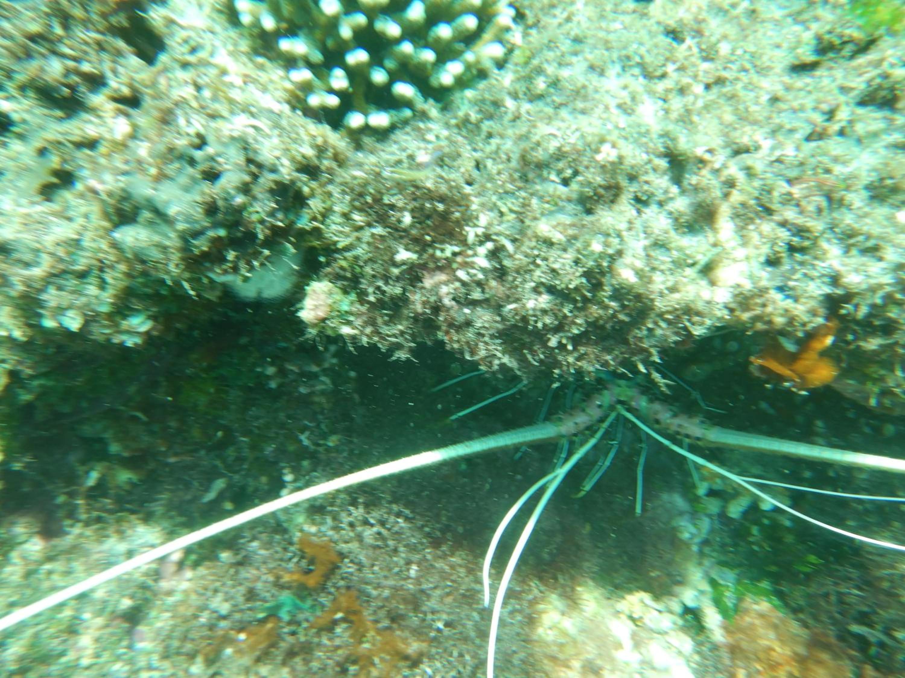 Raja Ampat Blue Sea