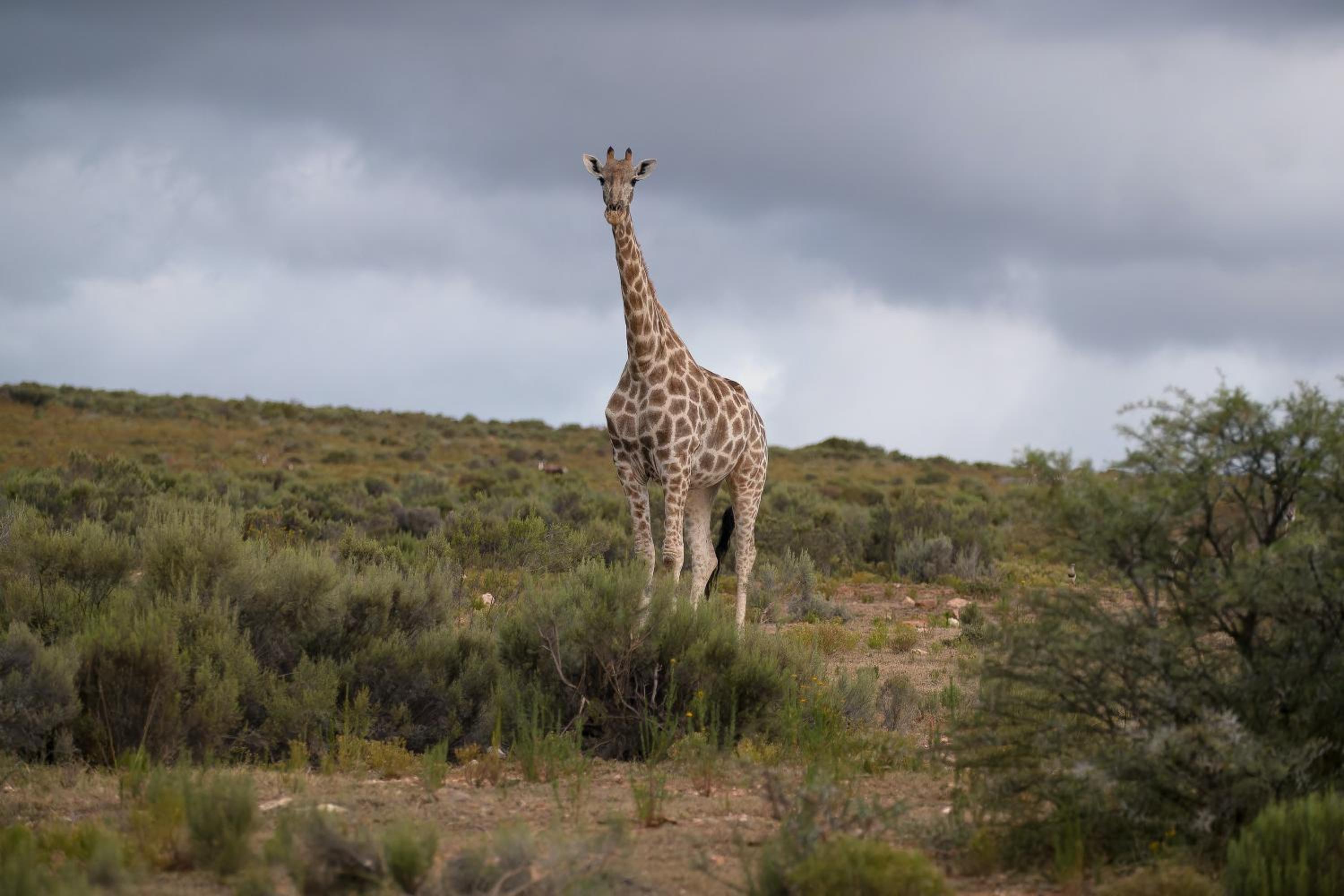 Swartberg Private Game Lodge
