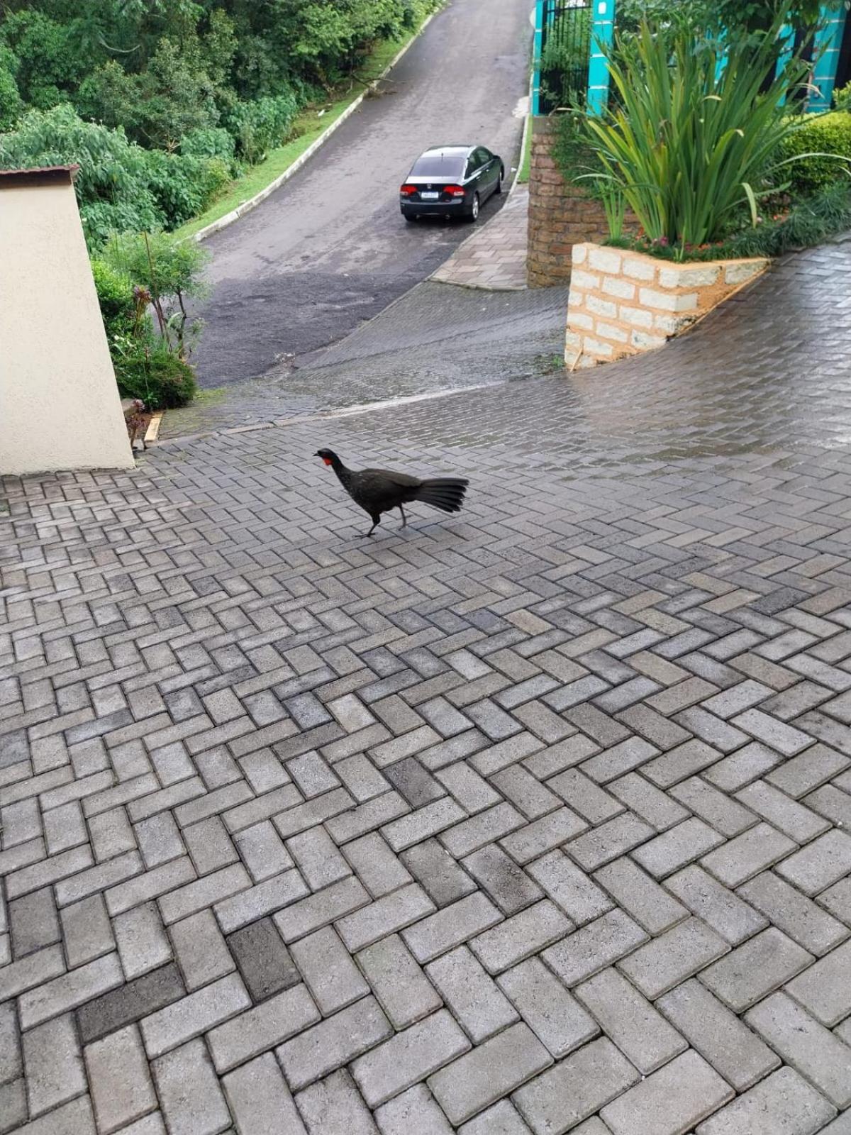 Pousada do Dedé