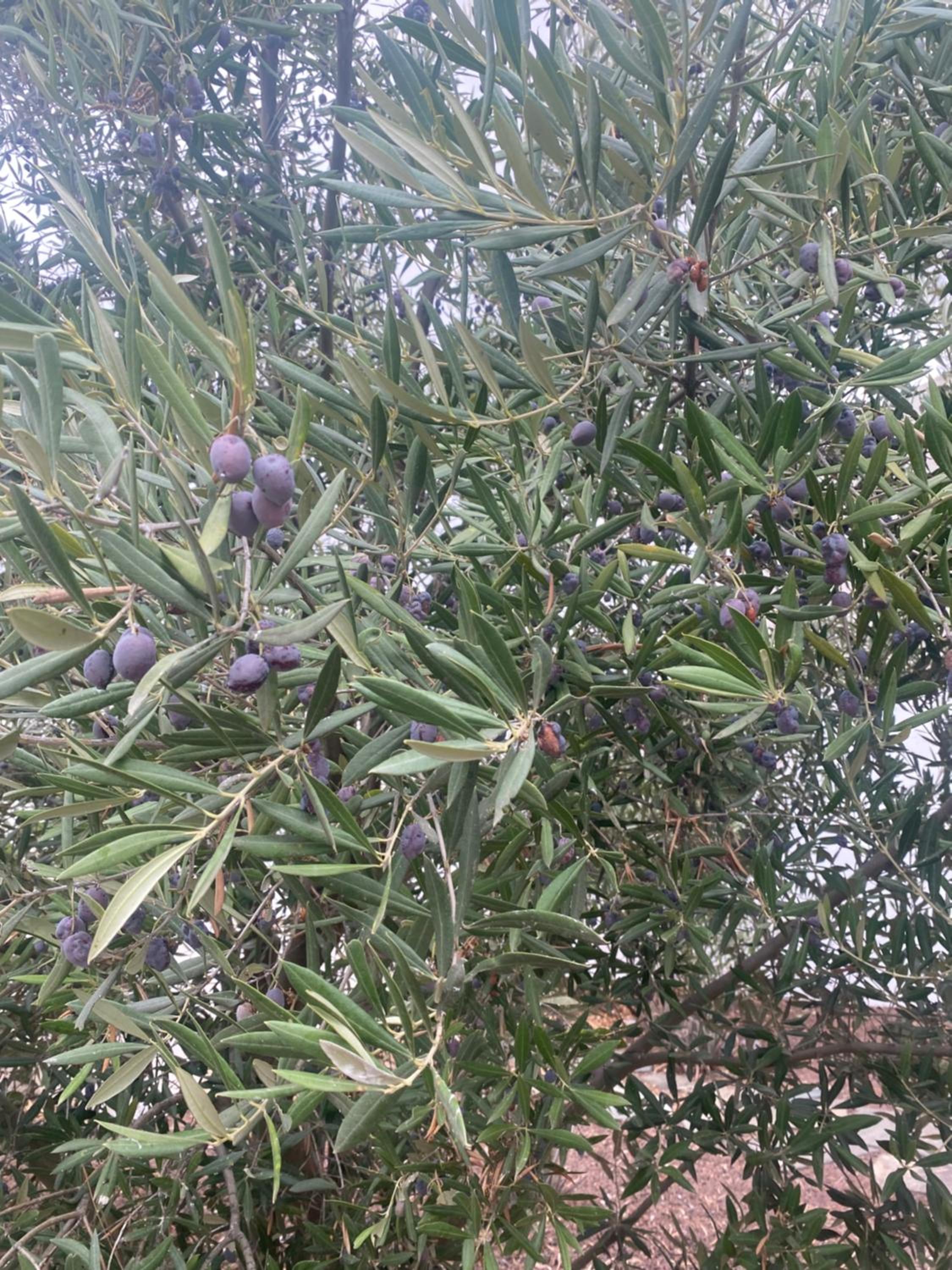 Los Tres Olivos